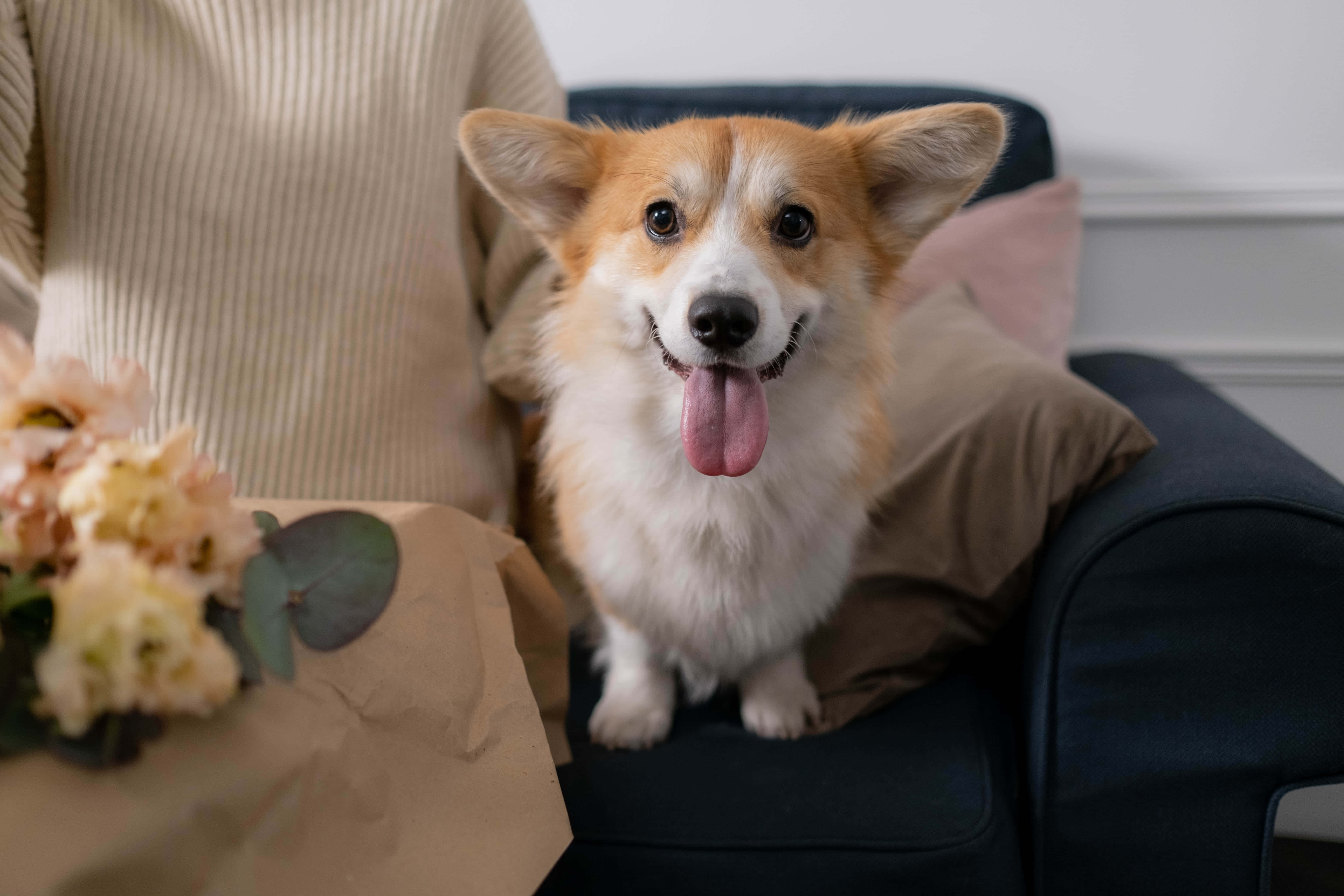 哥基犬相片 壁紙