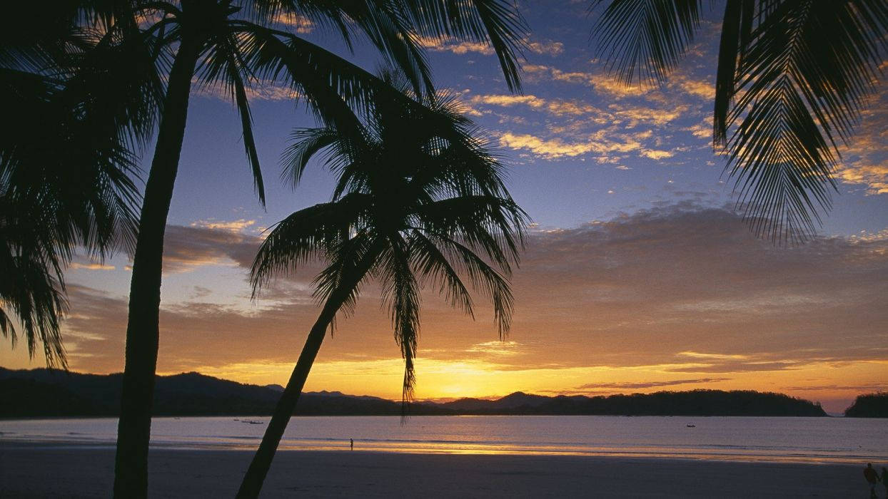 棕櫚樹在平靜的海灘上以夕陽為背景形成剪影。