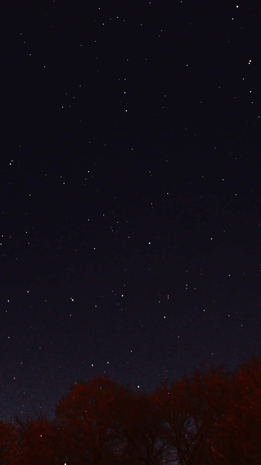 在星空夜空下的剪影秋樹。