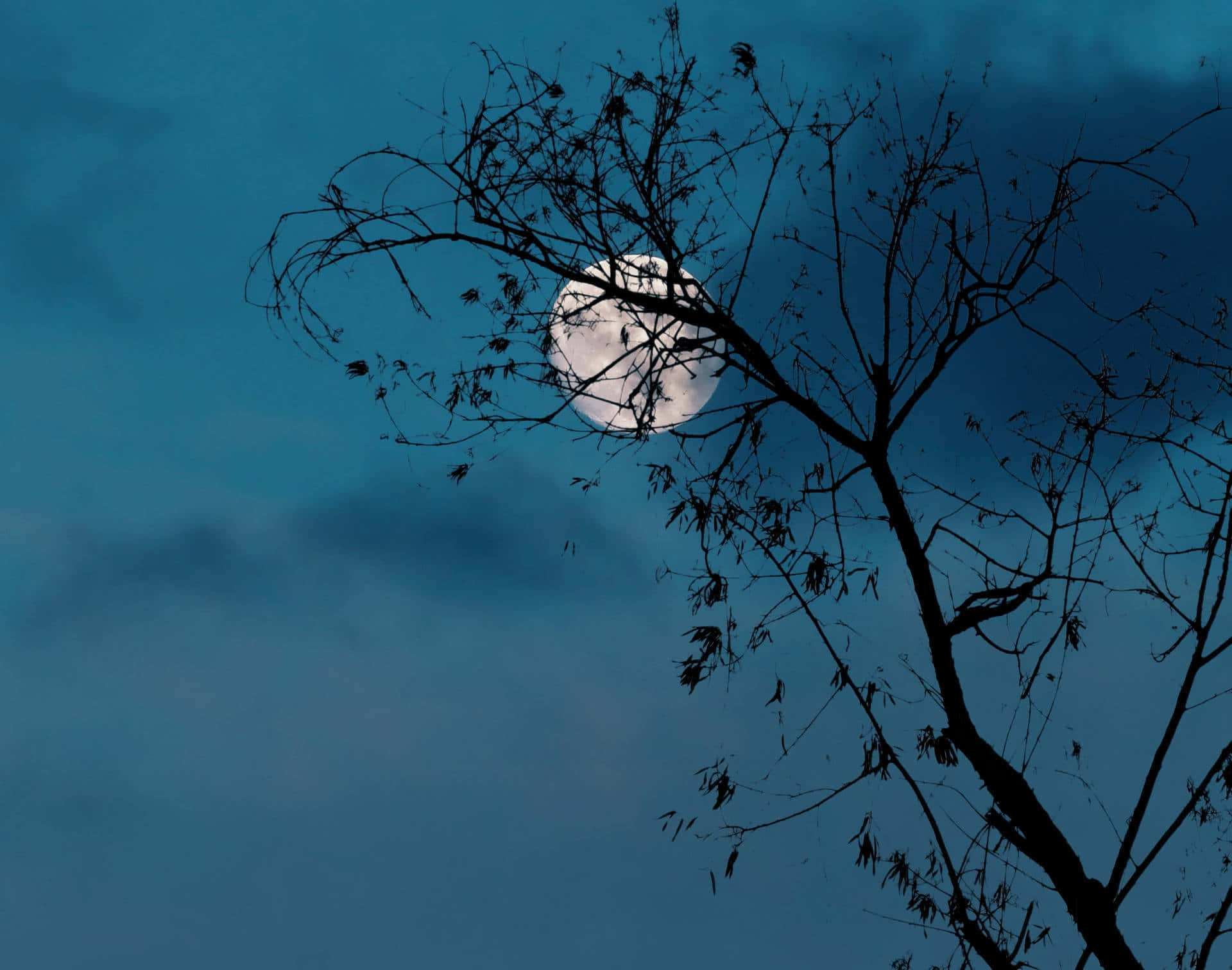 唯美夜空樹影月圓 壁紙 — 一輪滿月在深藍色暮色天空下，在光禿樹木的鮮明剪影後方發光。
