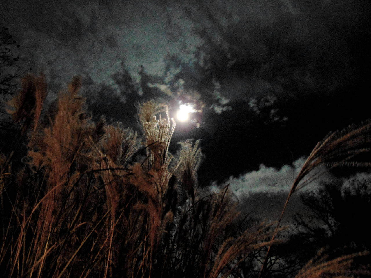 唯美雲朵與明亮月光 壁紙 — 月光穿透烏雲，照耀在高高的金色蘆葦之上，呈現出一幅夜間荒野景象。