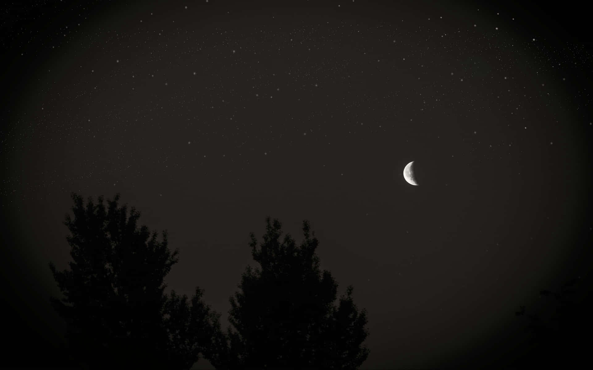 唯美黑色夜空 壁紙 — 一彎新月在繁星點點的夜空下，柔和地照耀著輪廓分明的樹木。