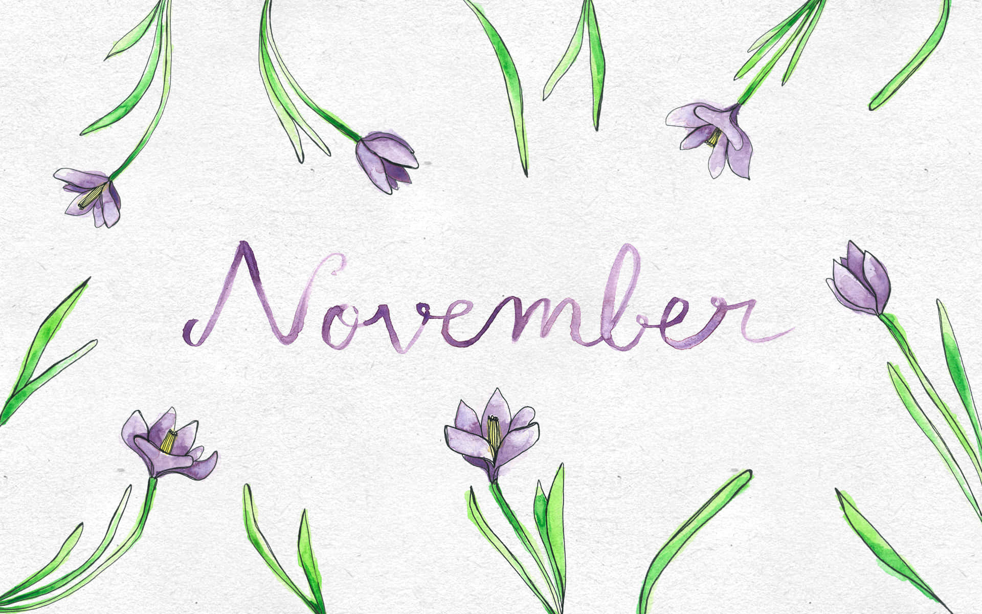 紫色番紅花和綠色莖幹以優雅草書框住「November」一詞。