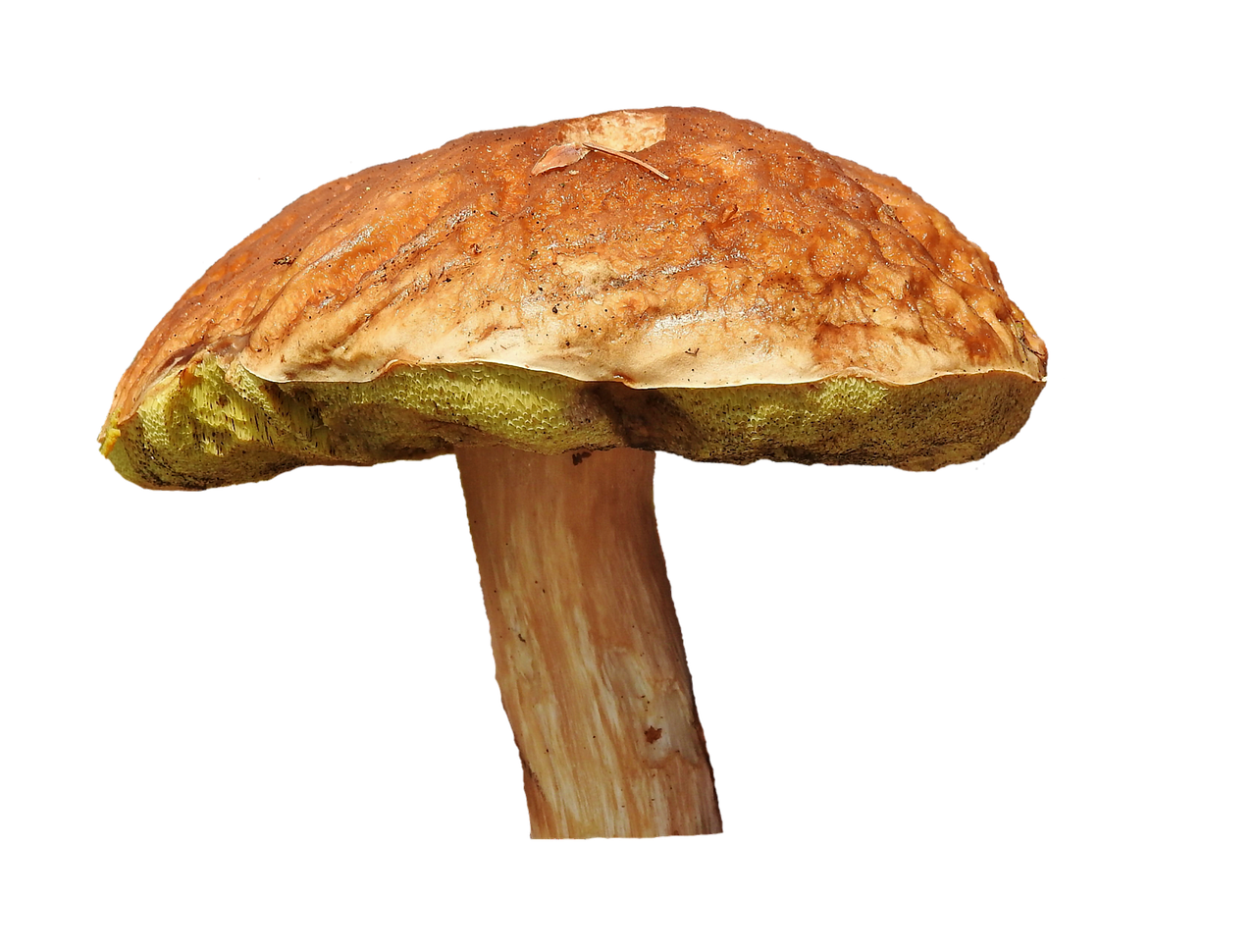 啡色單頭蘑菇黑色背景 壁紙