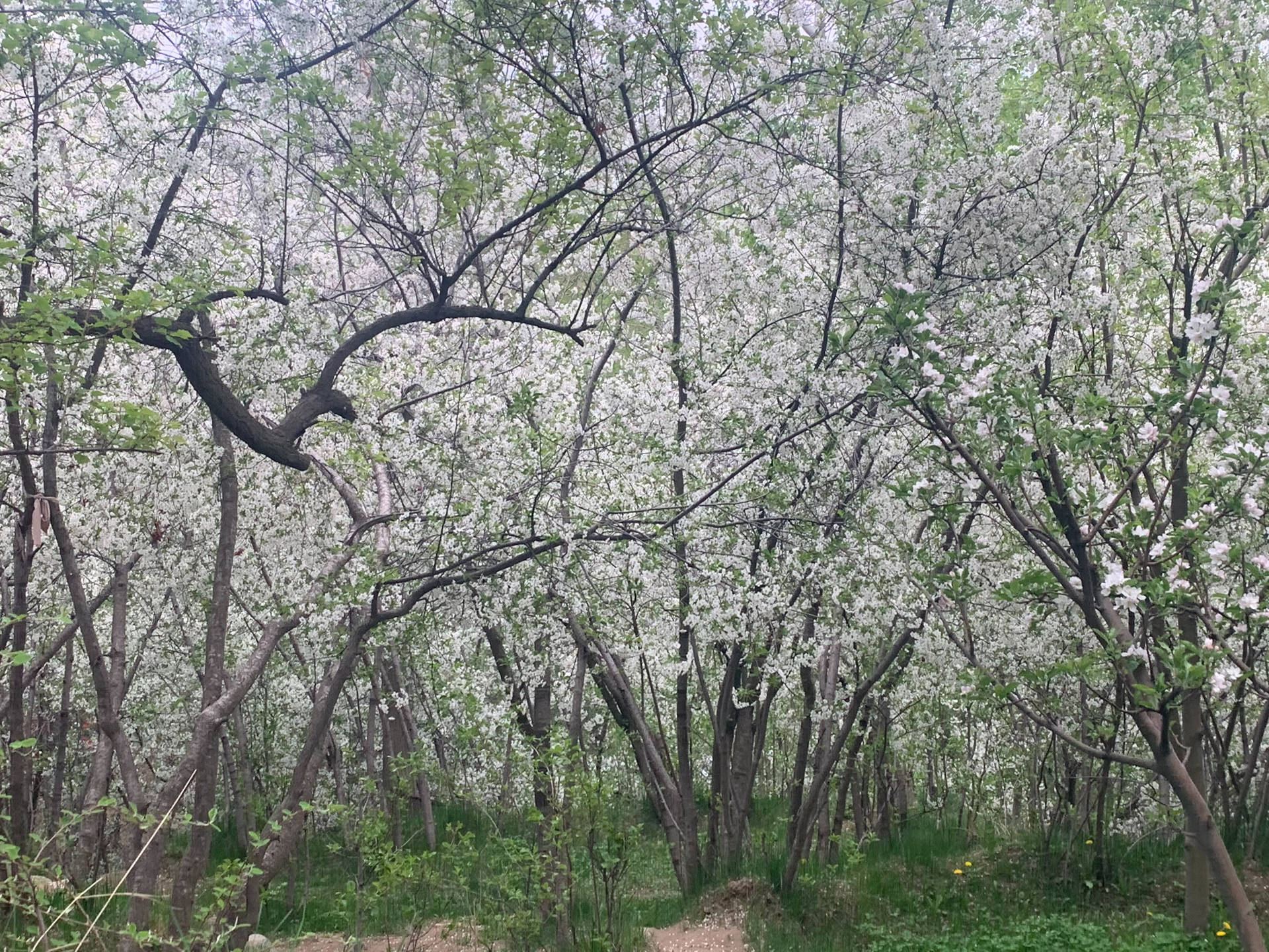 喺柔和天空下，一片開花樹林，有白色花朵同綠色樹葉。