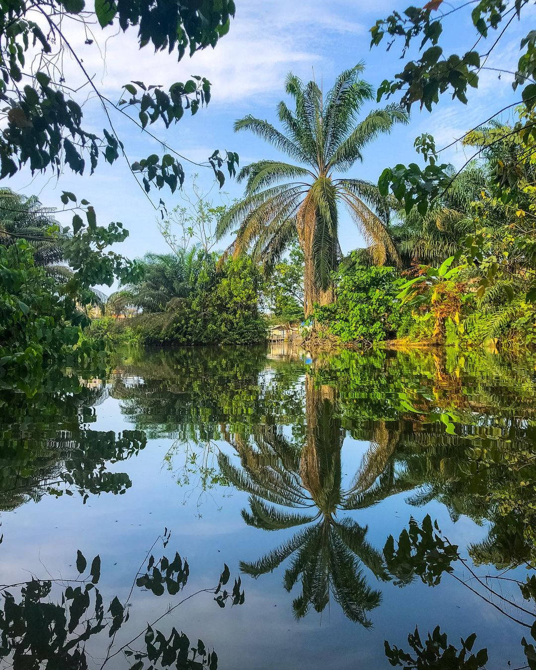 熱帶棕櫚樹倒映在平靜的池塘中，周圍環繞著綠色植物，背景是藍天。