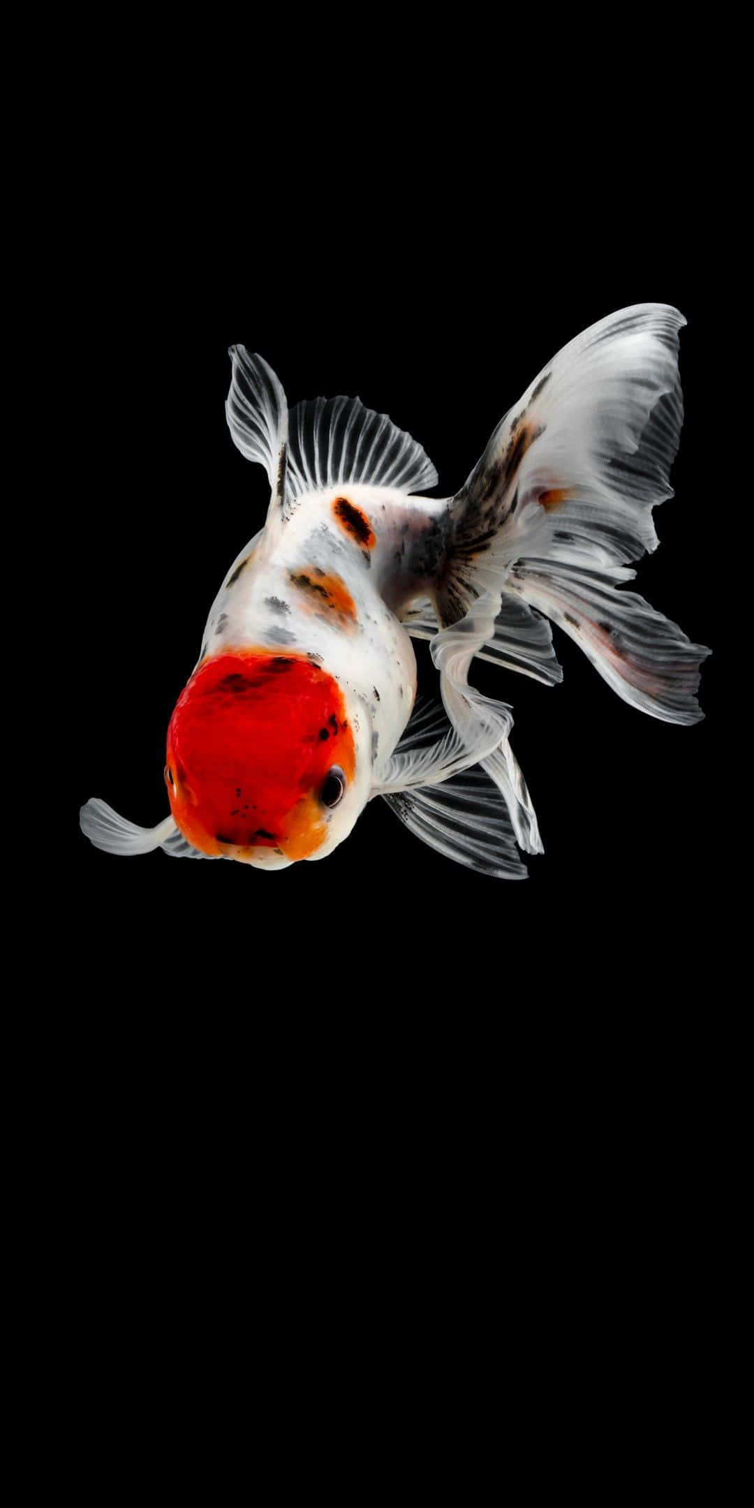 善用創意影像，體驗 Pixel 3 的魅力 壁紙 — 一條引人注目的觀賞金魚，擁有鮮紅色的頭部和流動的白色魚鰭，在純黑色背景中游動。