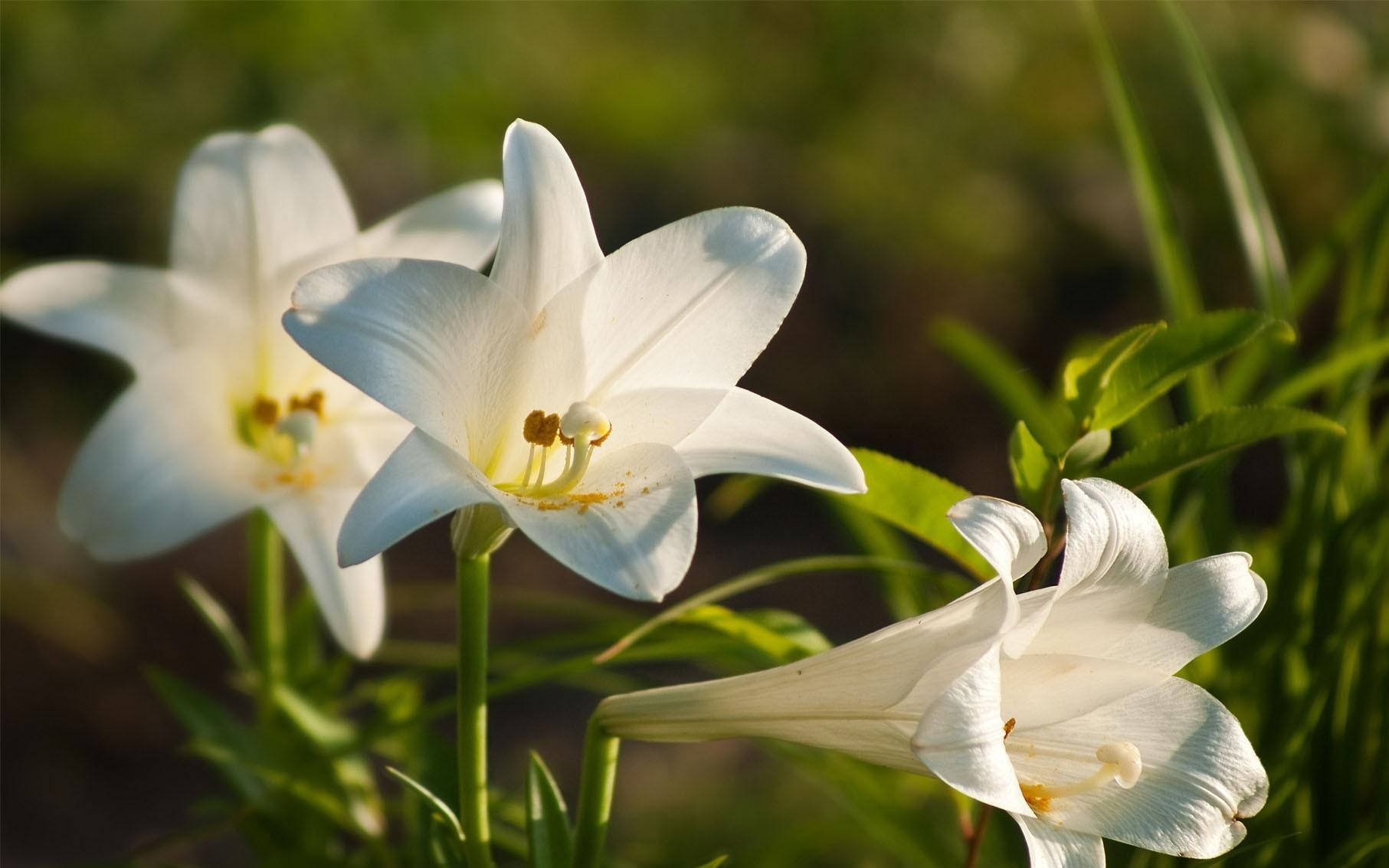 喇叭形白百合花 壁紙 — 三朵純潔無瑕的白百合在柔和的金色陽光中優雅綻放，背景是茂密的綠色葉子。