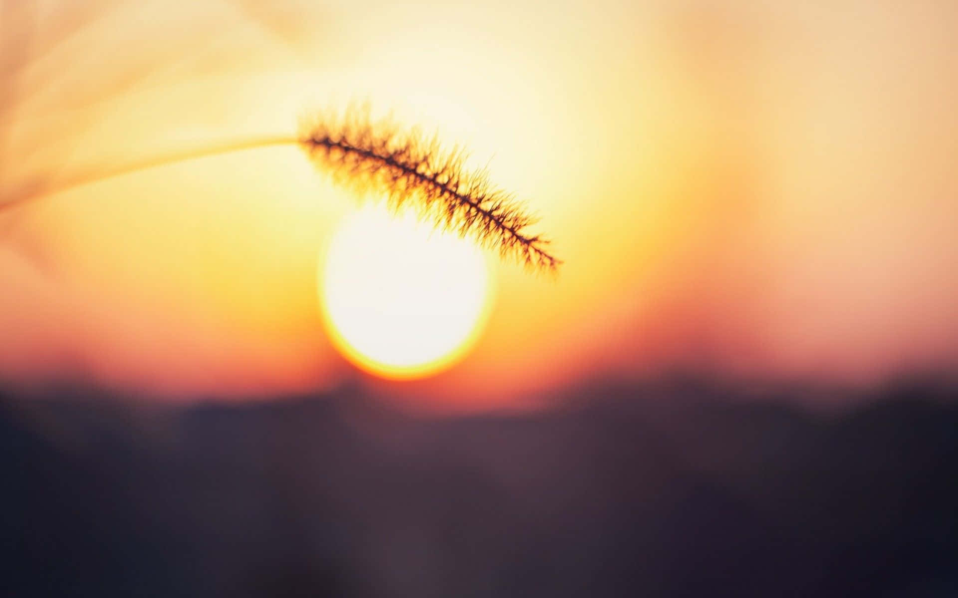 太陽 桌布 壁紙 — 單一草籽頭在溫暖橙色和粉紅色調的發光日落襯托下呈現剪影。