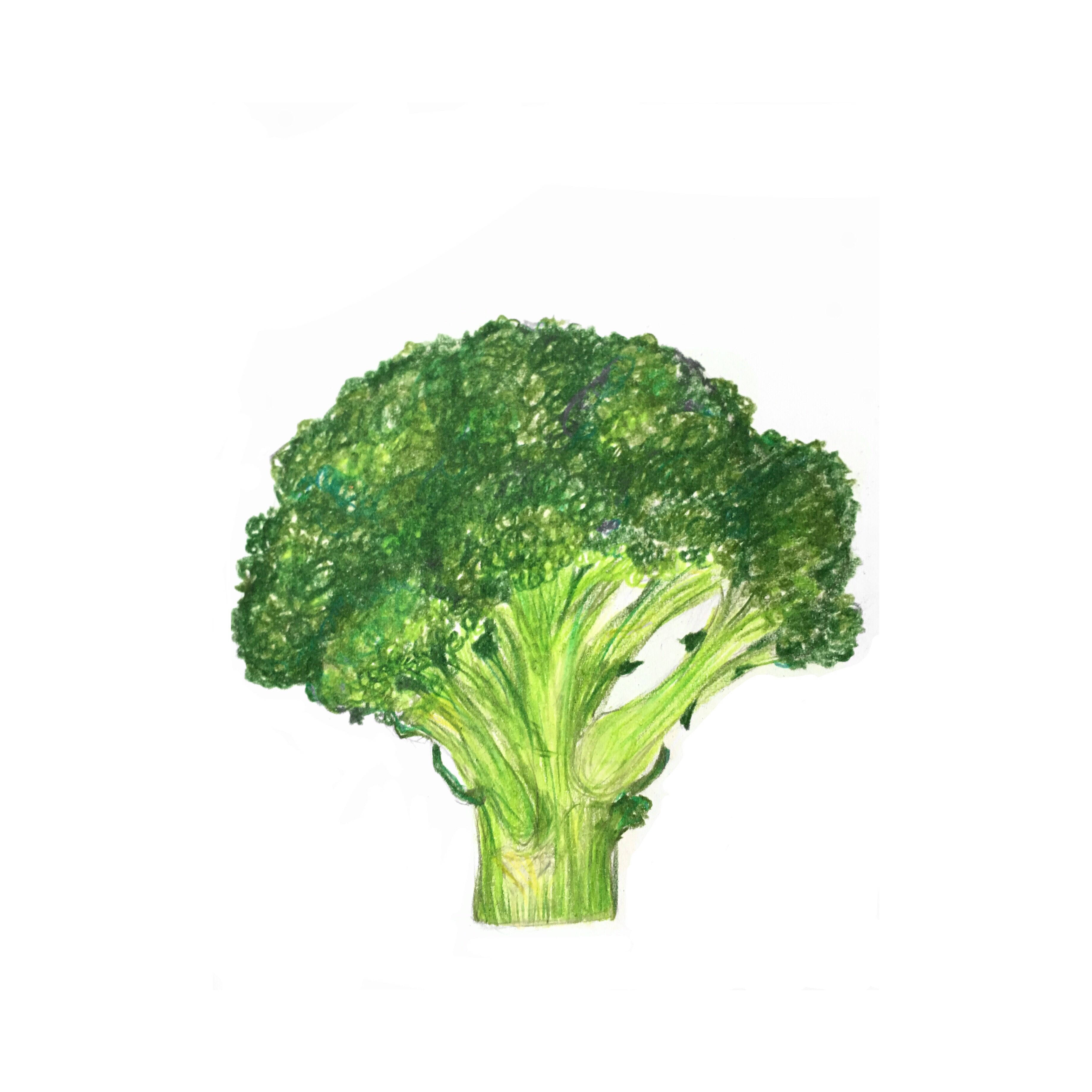 單件淺綠西蘭花 壁紙 — 一個充滿活力的綠色西蘭花小朵，以帶紋理的水彩風格繪製在純白背景上。