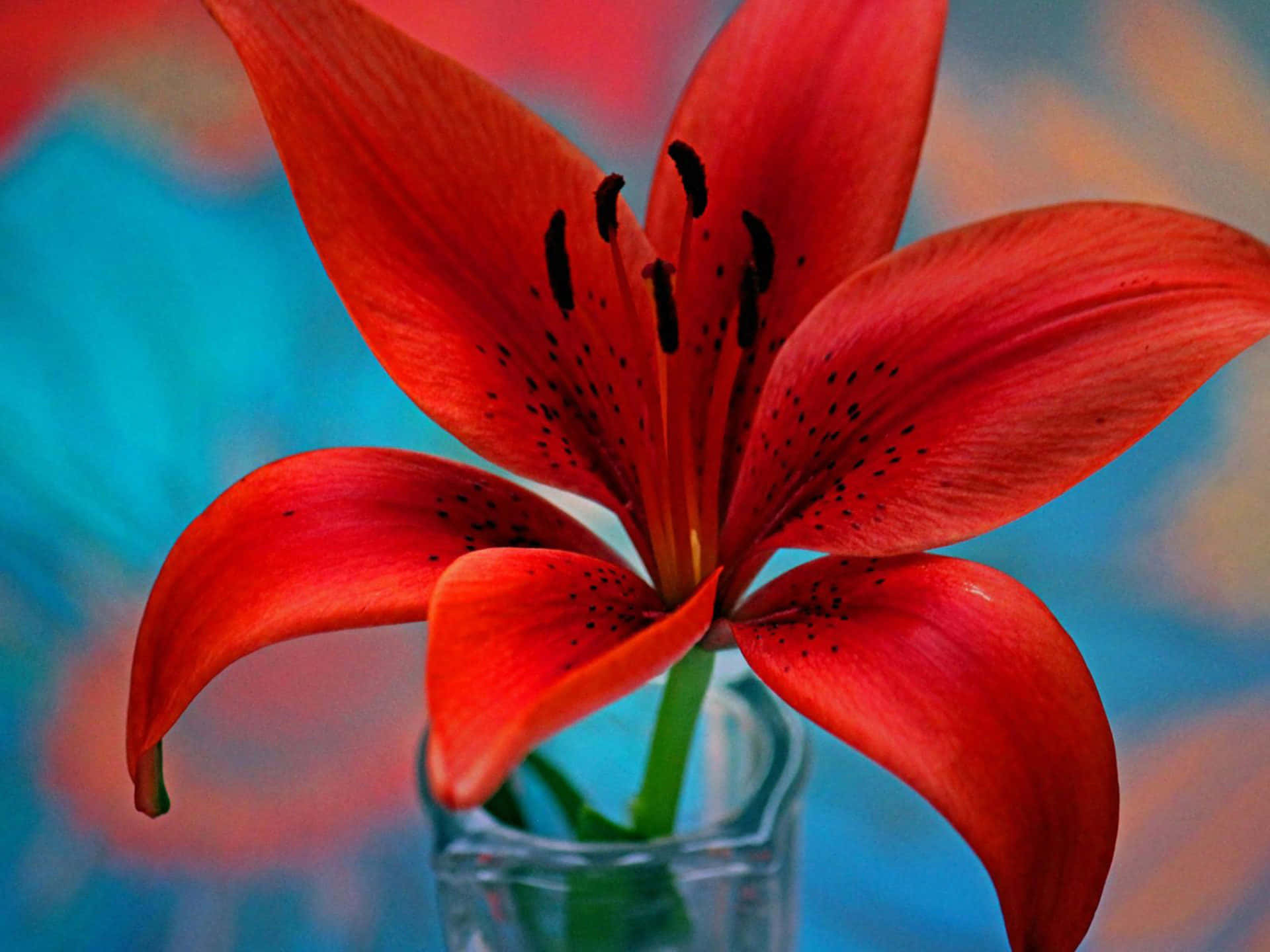單朵紅色百合花 壁紙 — 一朵鮮紅色的百合花帶有深色斑點，在透明玻璃花瓶中盛開，背景是模糊的藍色和橙色。