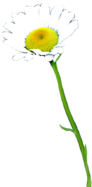 單朵雛菊隔離於灰色背景 壁紙 — 一朵白色雛菊，帶有明亮的黃色花心，在純黑背景下盛開。