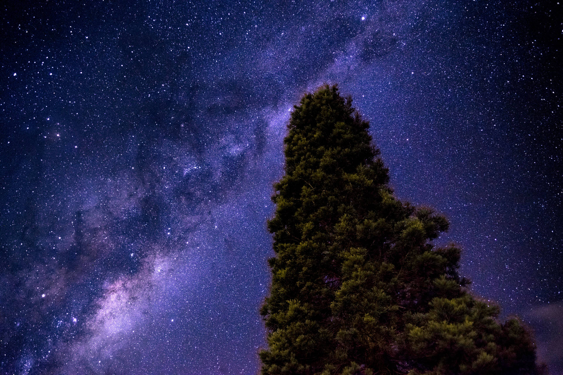 高聳的樹木映襯著星空，銀河可見