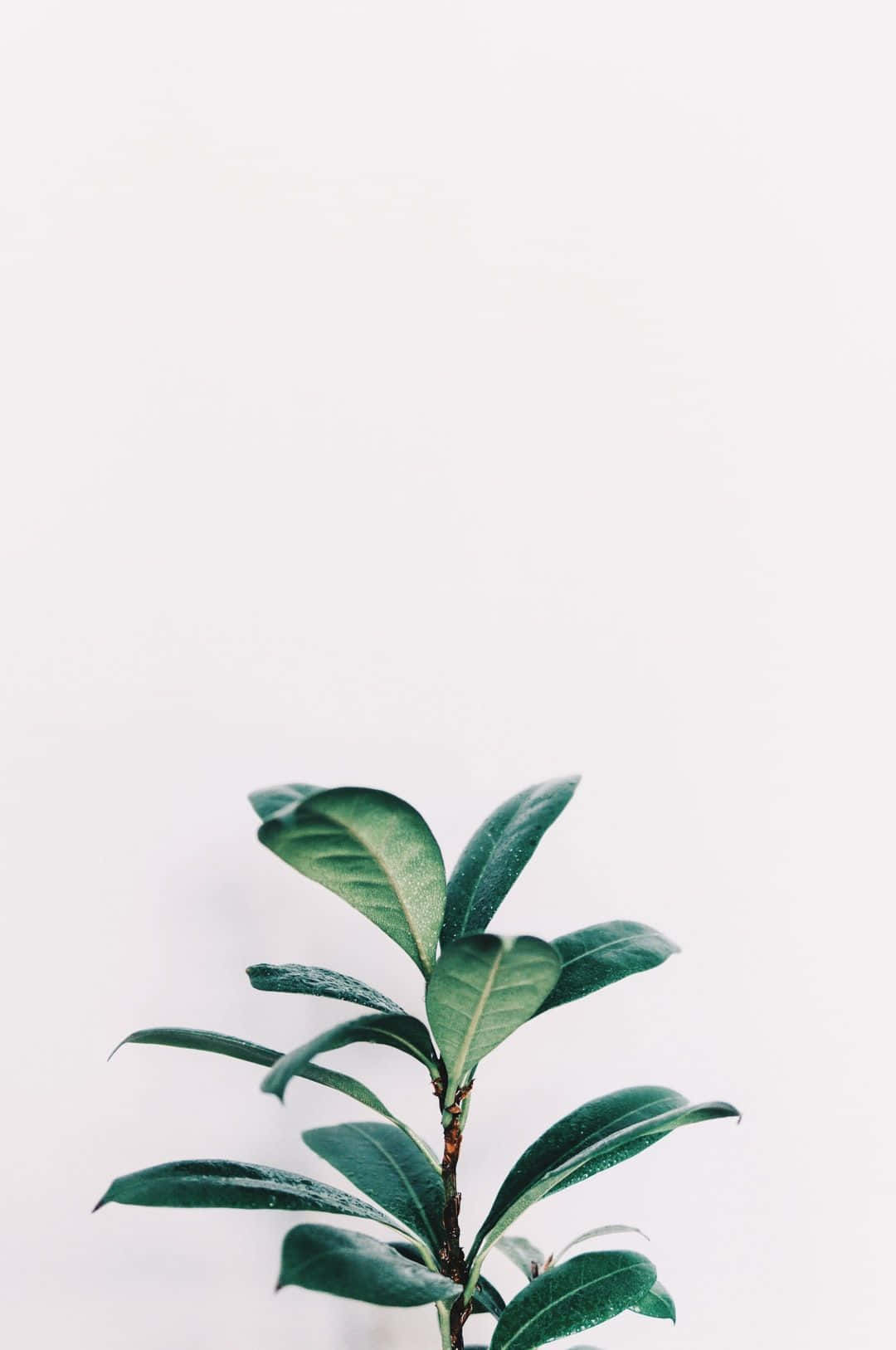白色背景上的綠色葉子植物