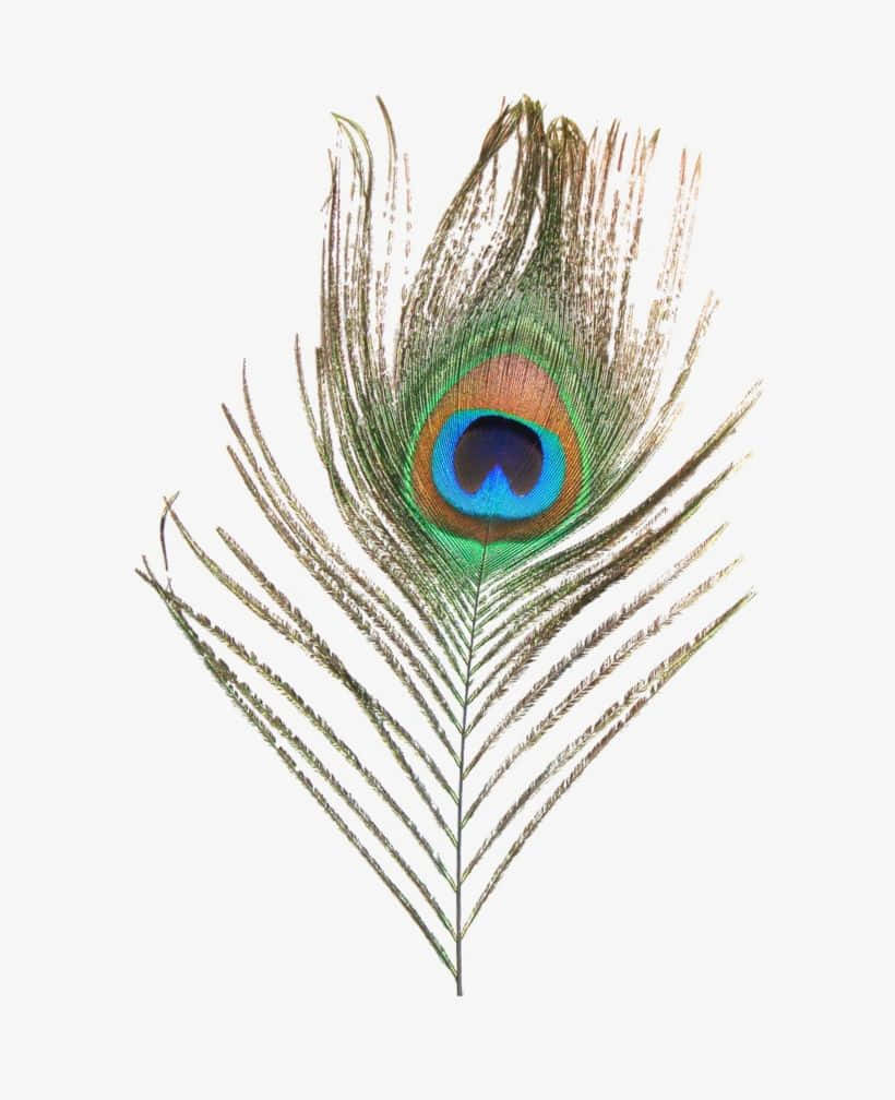 Bright and Colorful Peacock Feather 壁紙 — 單根孔雀羽毛，帶有虹彩藍、綠和金色眼狀圖案，置於純白背景上。