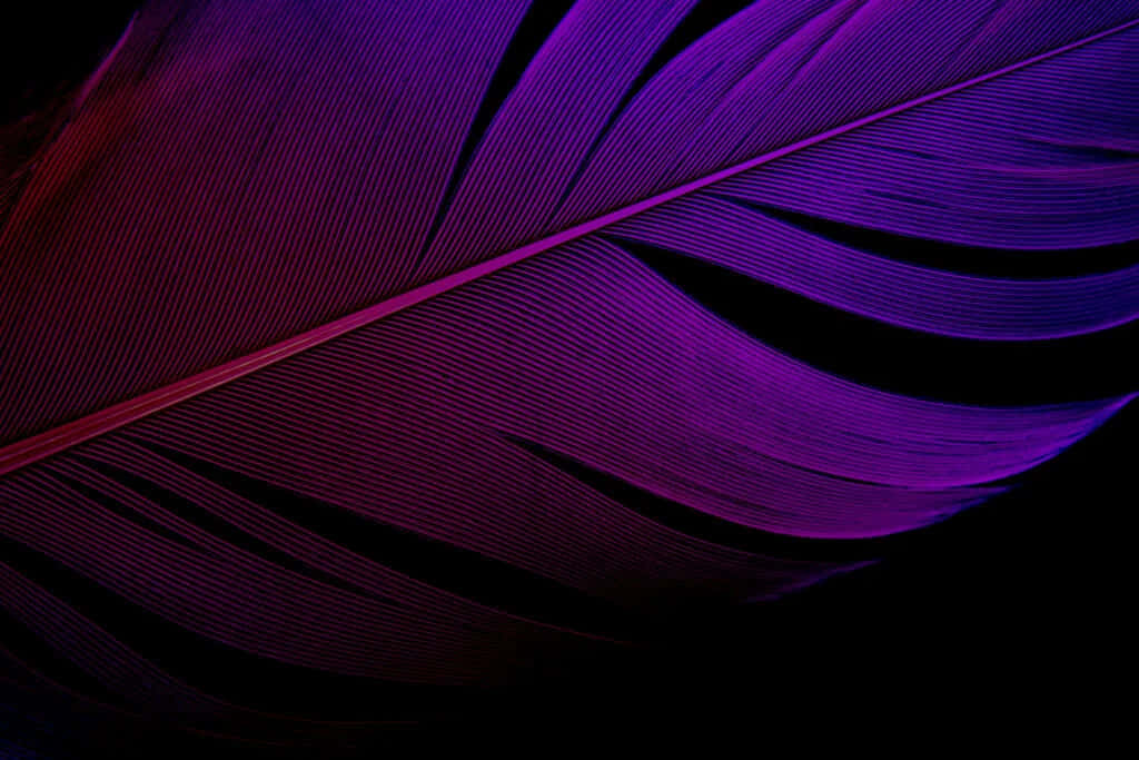 Purple Feathers 桌布 壁紙 — 單根羽毛的特寫，在純黑背景下散發出充滿活力的紫色和洋紅色調。