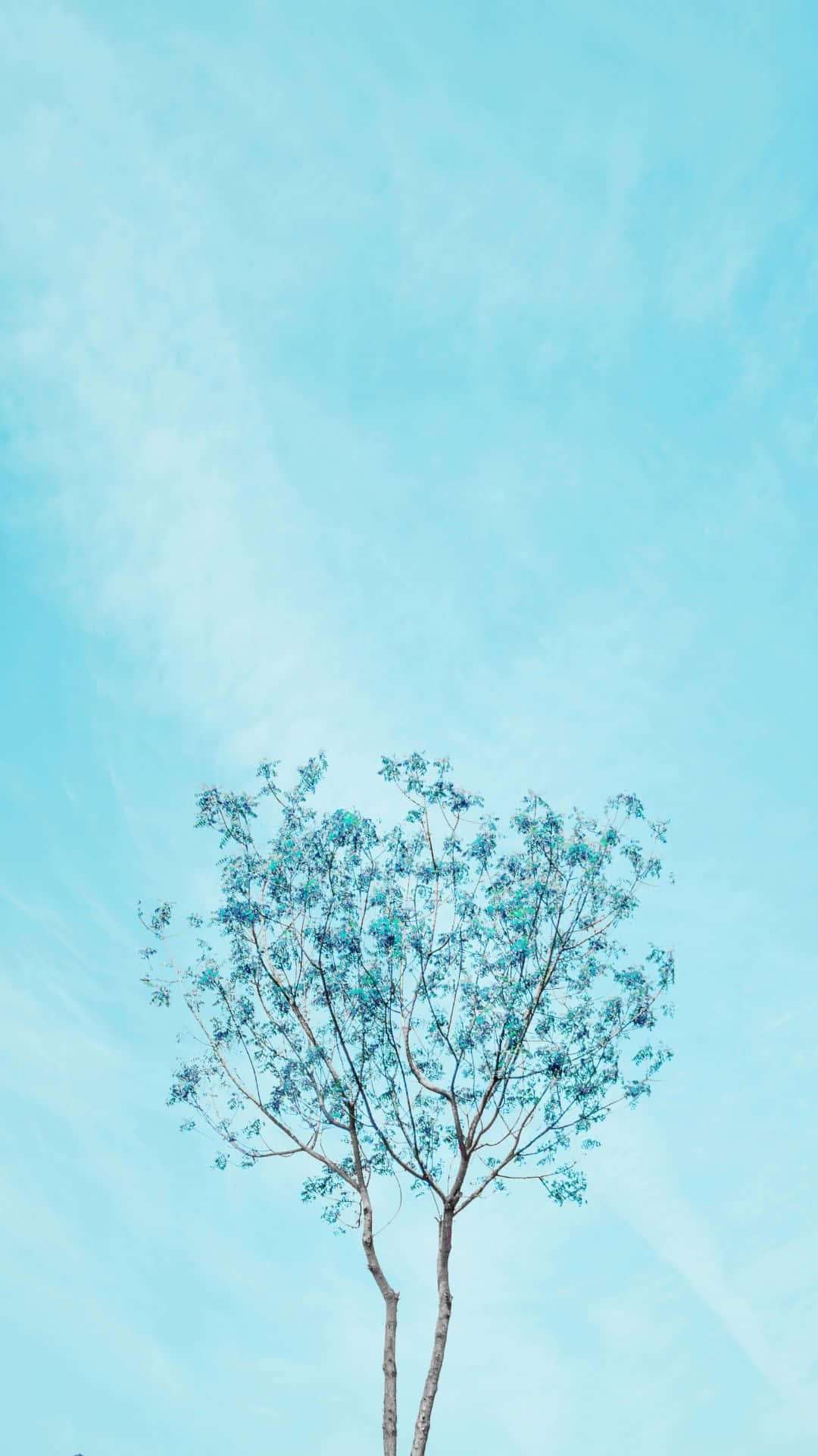 一棵孤樹，葉子纖細，襯著清澈的藍天。