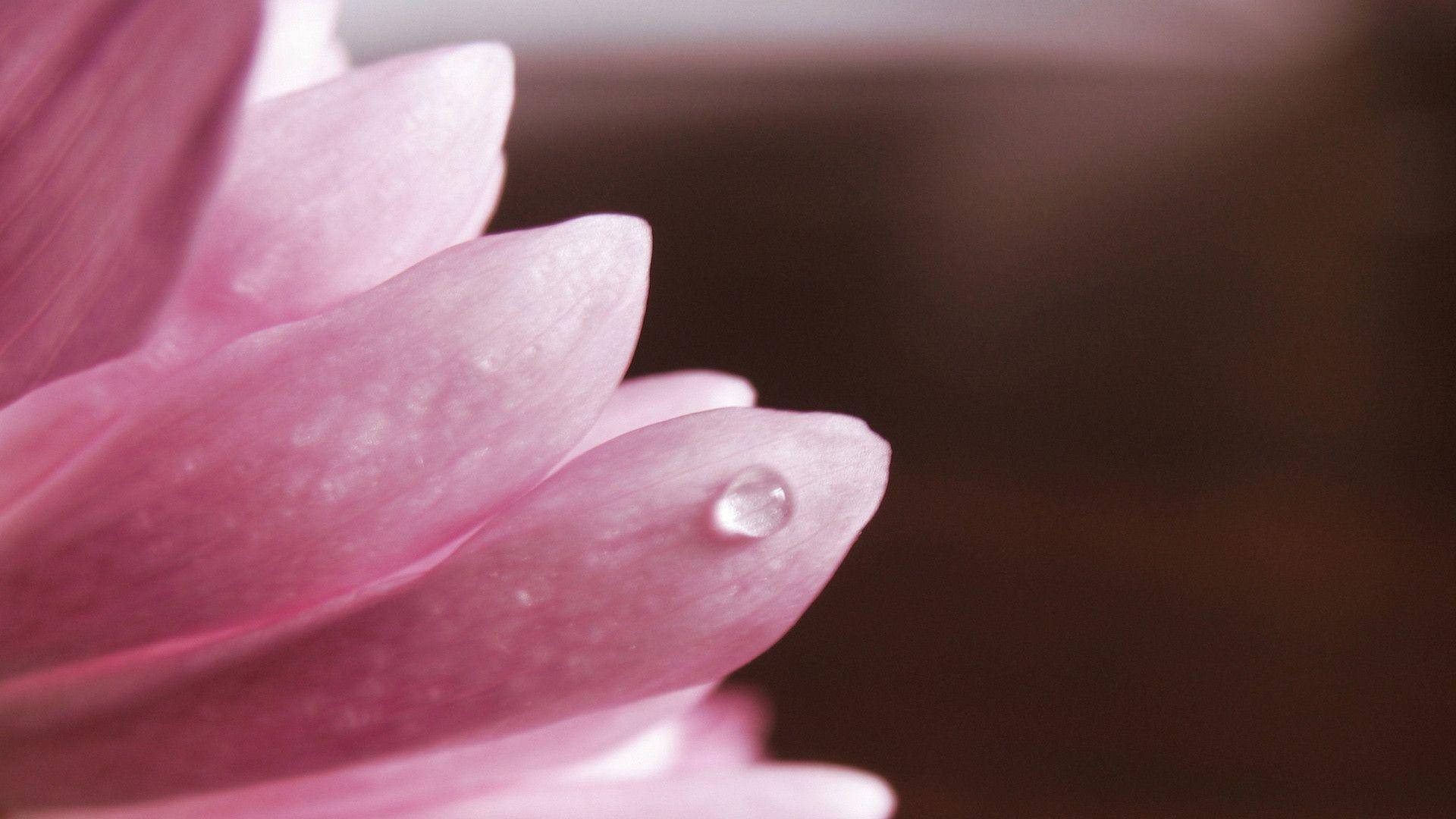 粉紅花瓣上有一顆清澈的水珠在柔焦中閃爍。