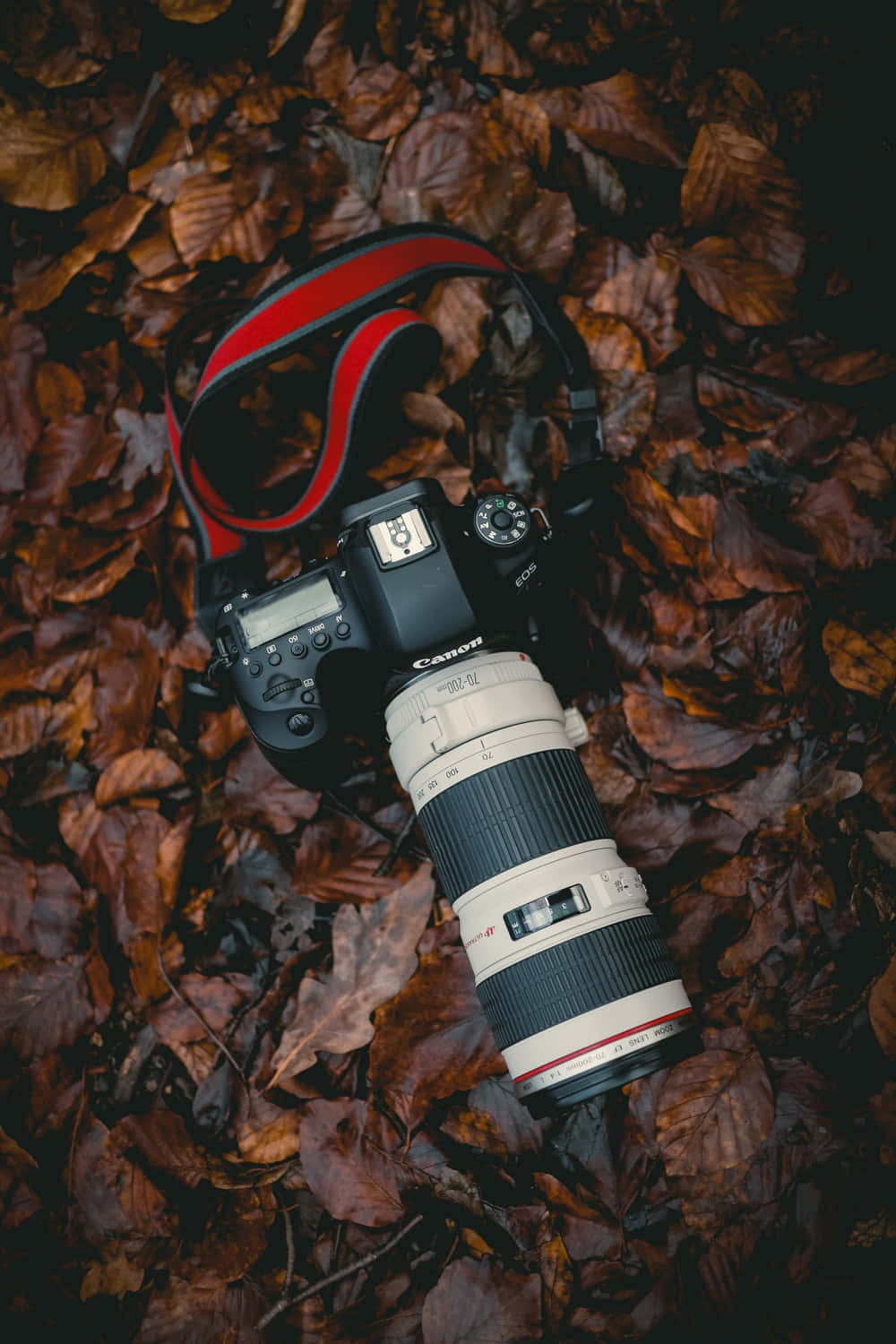 黑色Canon DSLR相機配紅色相機帶放在棕色秋葉上。 — 相機 壁紙
