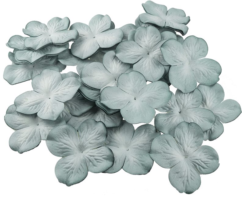 單色八仙花盛開 壁紙 — 一簇淡藍色繡球花，花瓣精緻，襯托在純黑背景上。