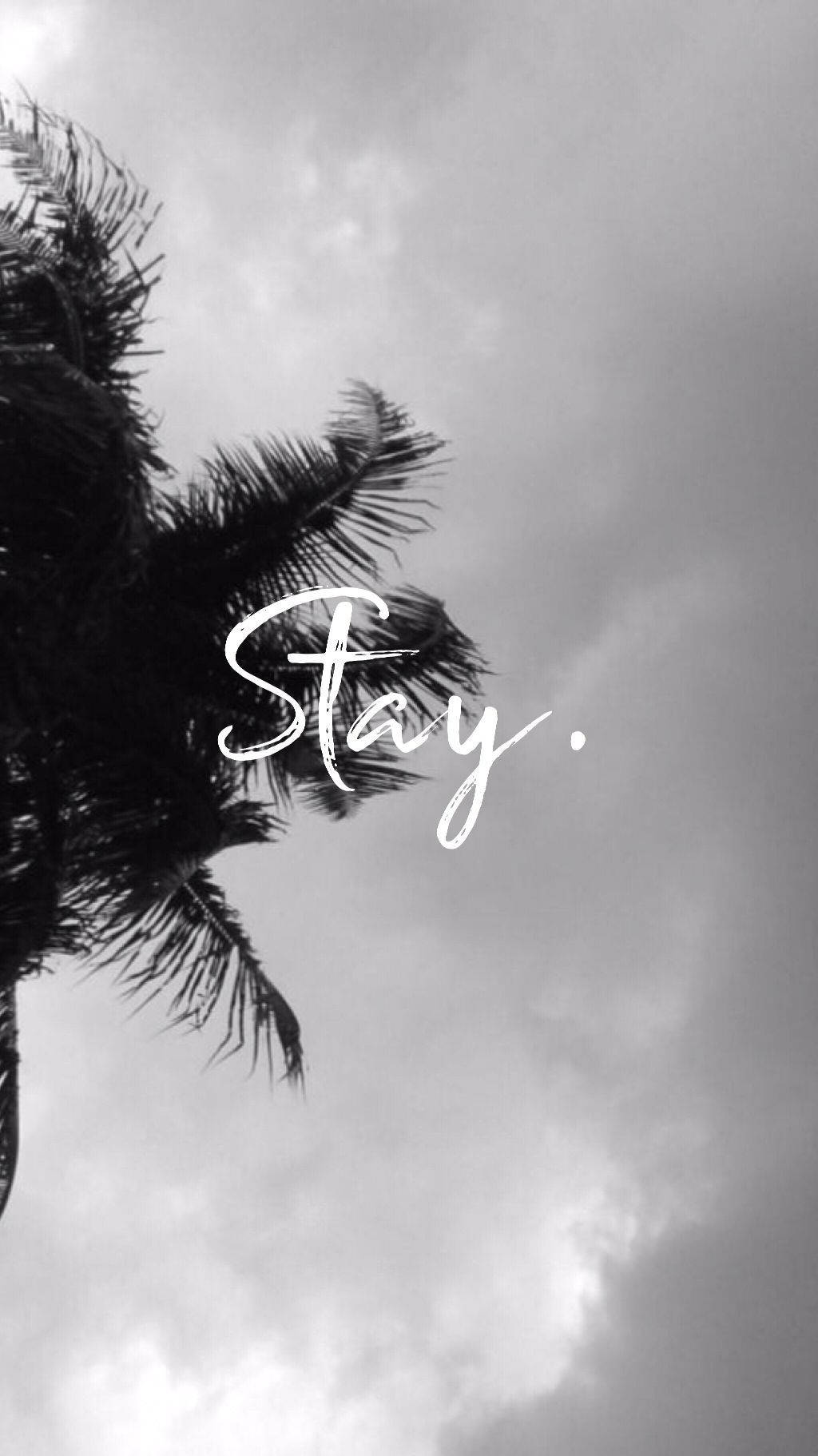 灰色美學 桌布 壁紙 — 單色棕櫚葉以極簡美學框住「Stay」一詞，背景為多雲的天空。
