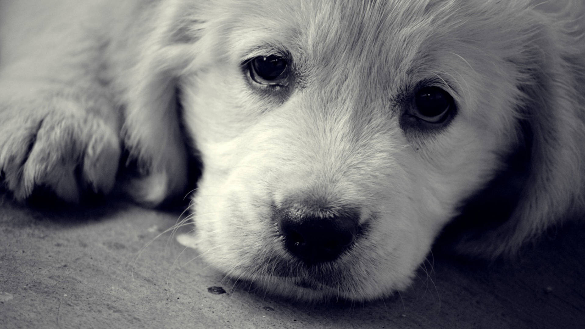 單色沙田犬幼犬 壁紙 — 一張黑白特寫照片，一隻毛茸茸的小狗將頭靠在有紋理的表面上，眼神充滿靈魂。
