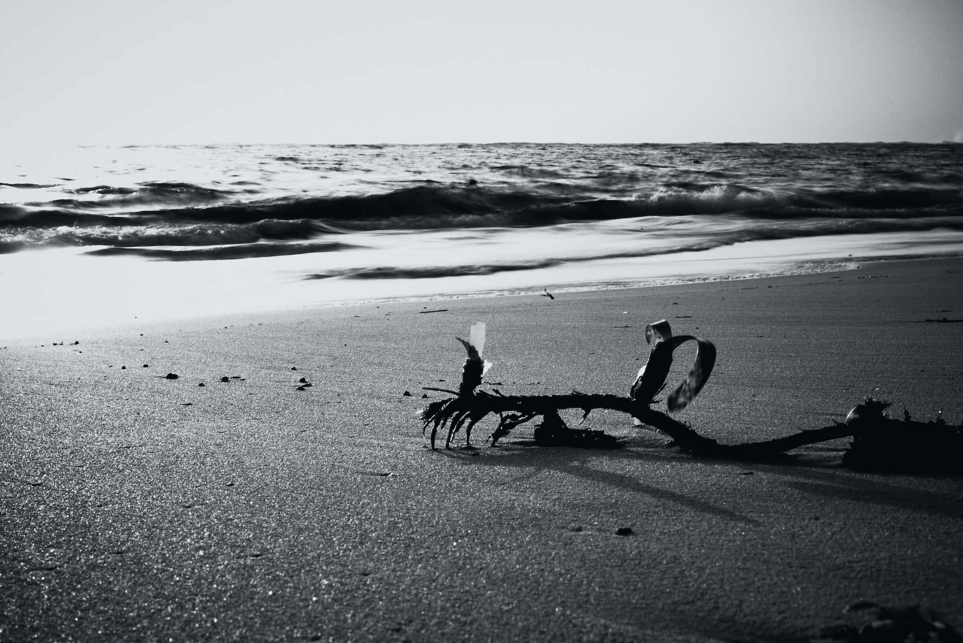Black And White Beach 桌布 壁紙 — 單色海灘場景，海浪翻滾，扭曲的浮木剪影在濕沙上投下長長的影子。