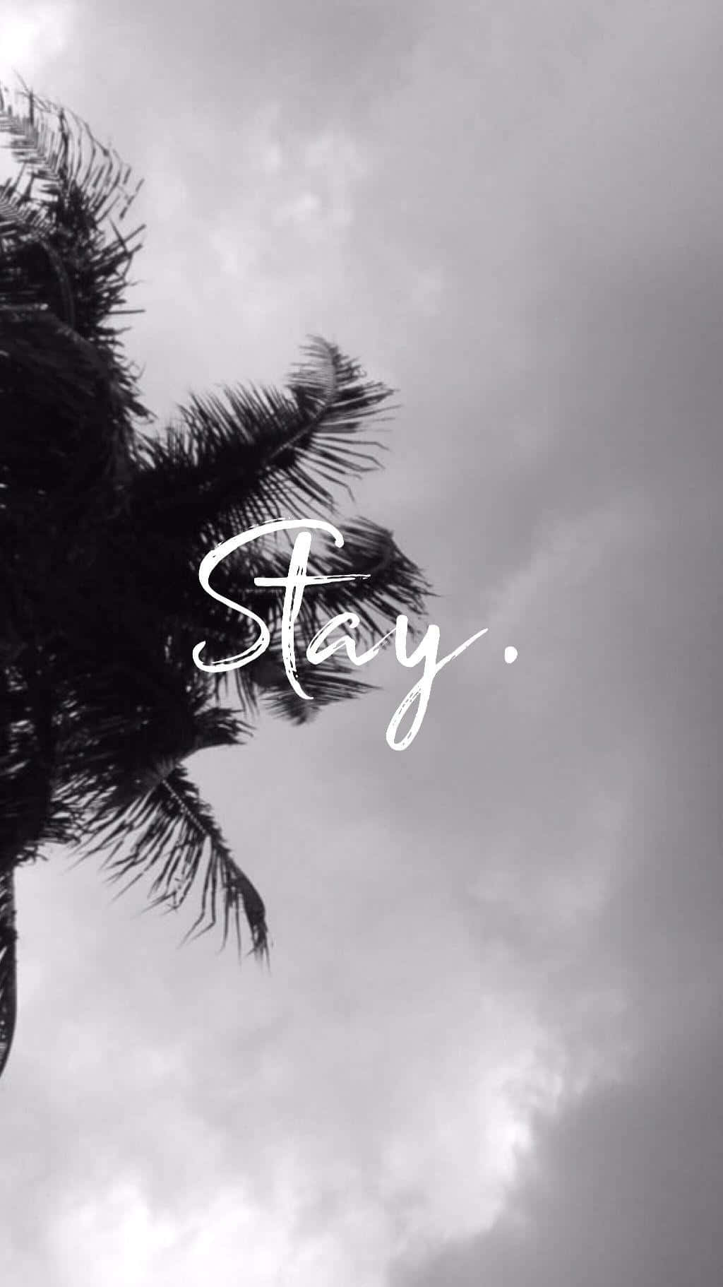 棕櫚樹剪影在陰天天空下，手寫字體寫著Stay。