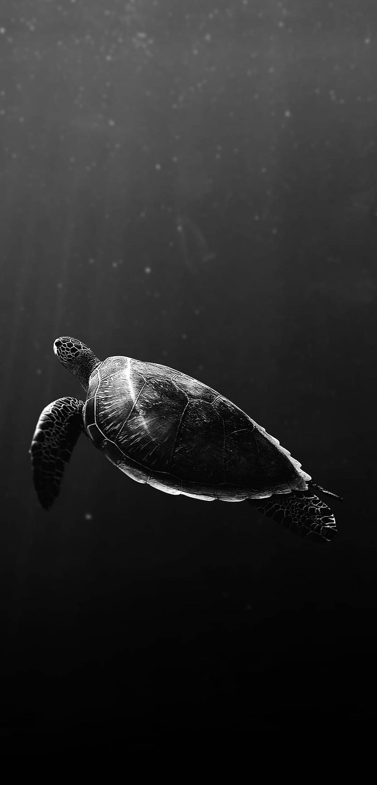 單色海龜 壁紙 — 一隻單色海龜在深水中優雅地滑行，陽光從上方穿透而下。