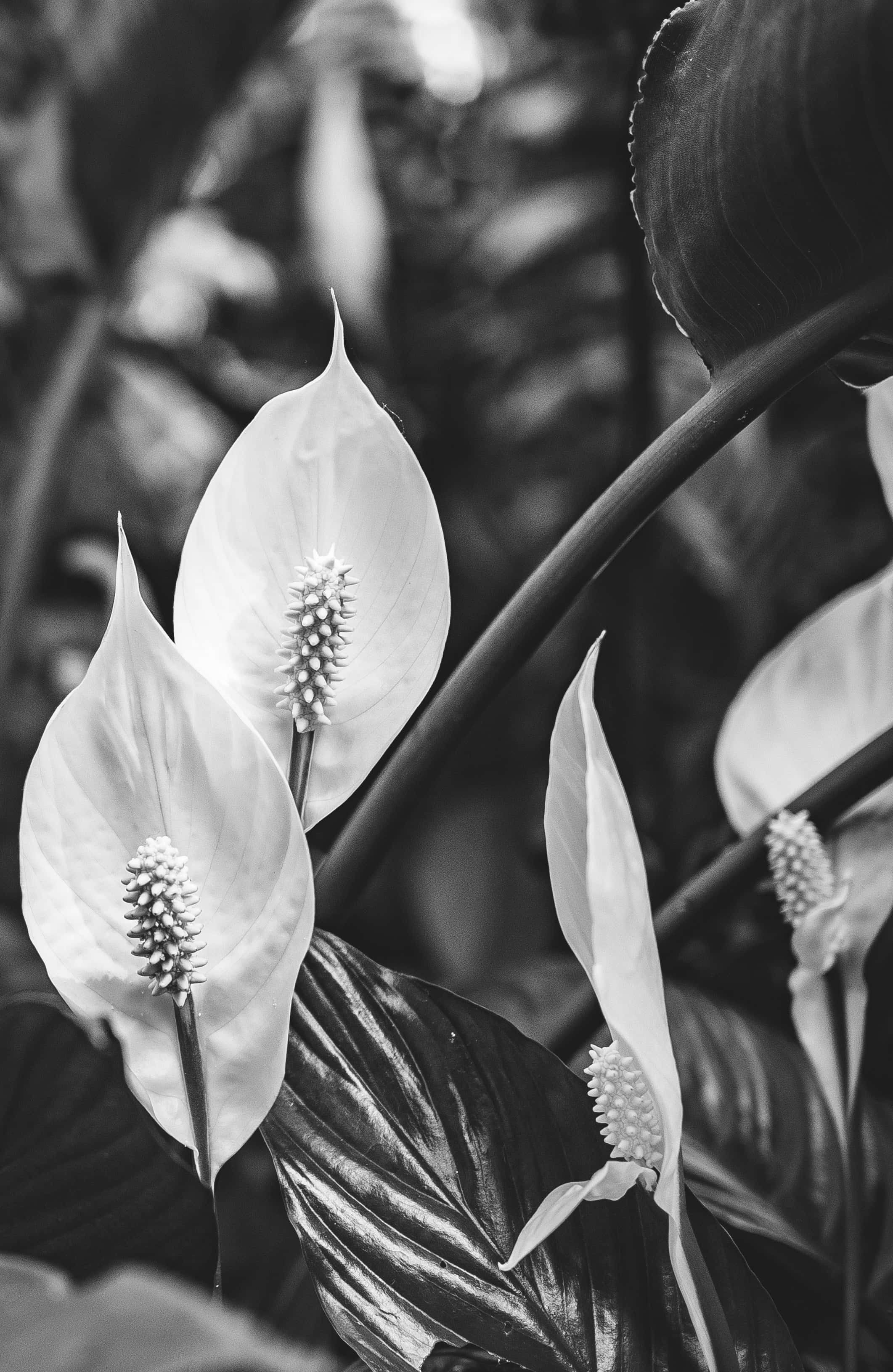 Black And White Flower 桌布 壁紙 — 單色特寫，優雅的白掌花，帶有紋理的肉穗花序，襯托著深色葉子。