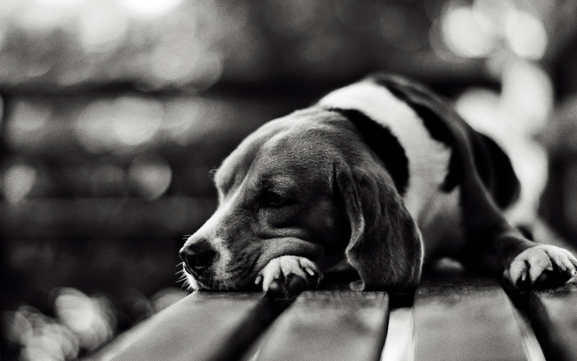 單色睡著的比格犬幼犬 壁紙 — 一隻黑白比高犬將頭放在木長椅上，閉著眼睛安然入睡，平靜地休息。