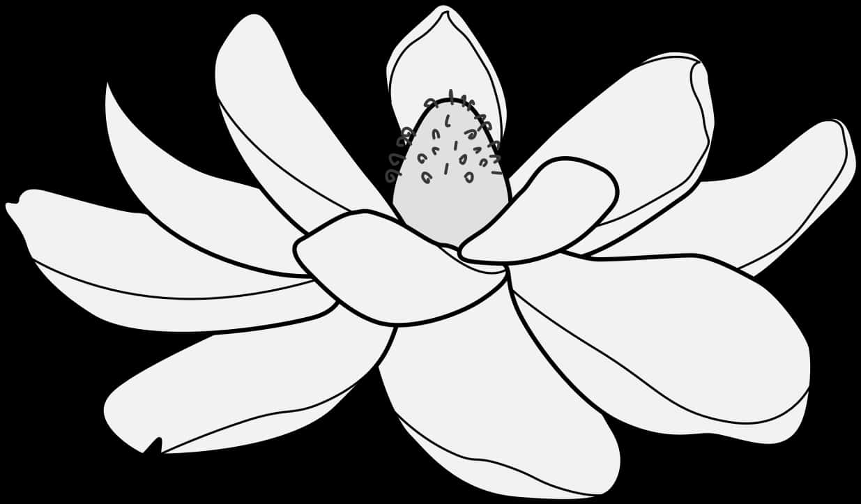 單色蓮花向量插圖 壁紙 — 一朵極簡線條藝術的木蘭花，帶有柔和陰影，在純黑背景上綻放。