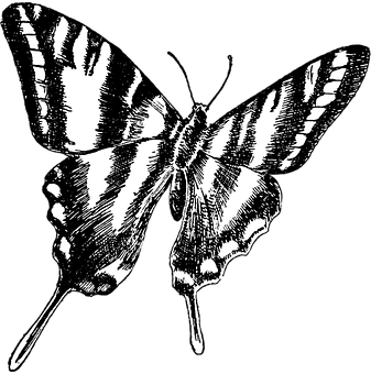 單色蝴蝶插畫
