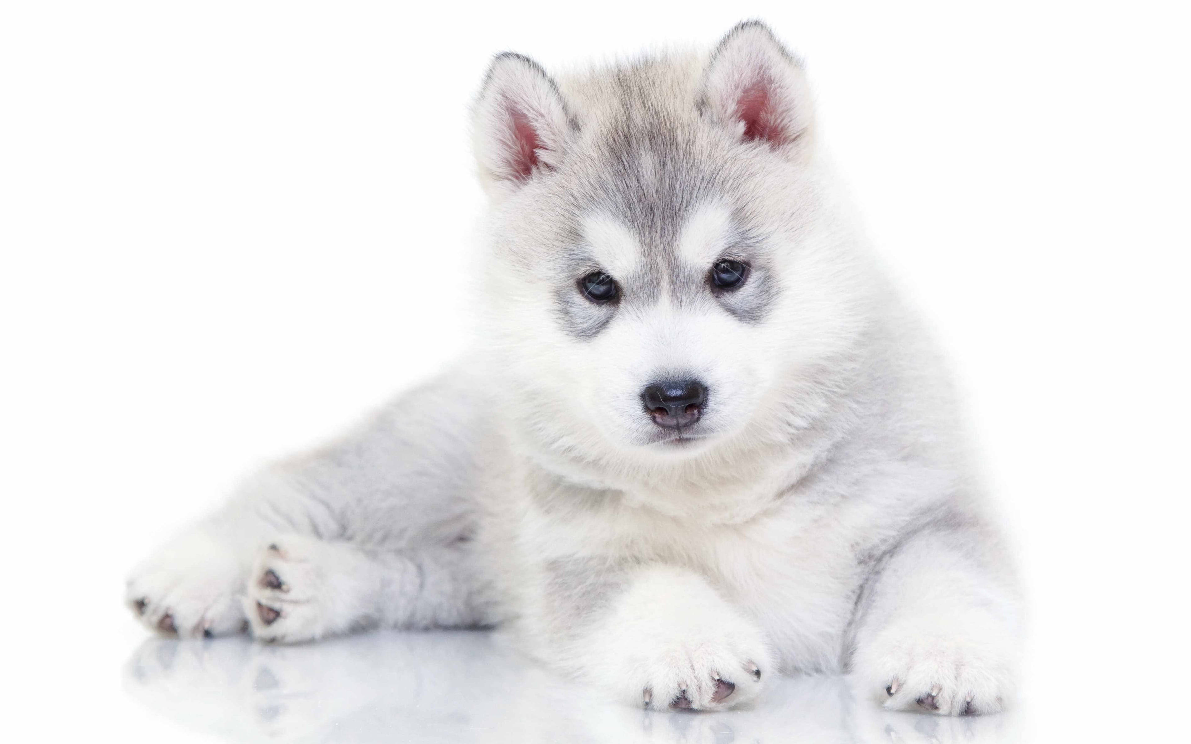 單隻灰毛哈士奇幼犬 壁紙 — 一隻毛茸茸的灰色和白色哈士奇幼犬躺在反光的白色表面上，直視鏡頭。
