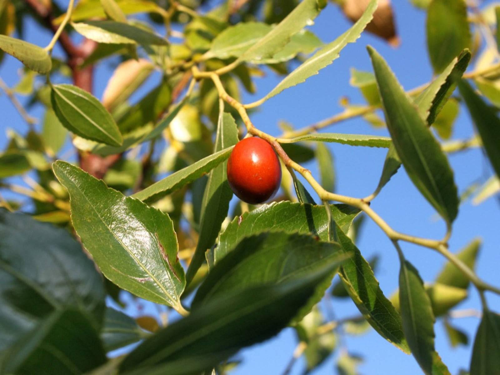 單顆懸掛的無花果 壁紙 — 一顆鮮紅的棗子掛在枝葉茂密的樹枝上，襯著清澈的藍天。