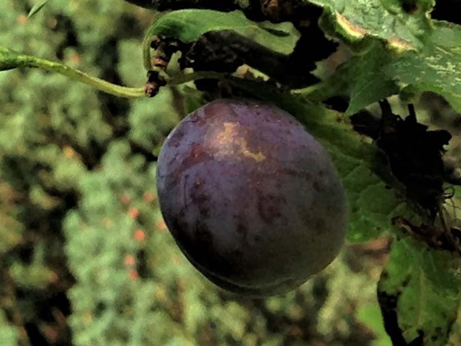 單顆深紫色黑 plum 壁紙 — 一顆成熟的紫色李子掛在樹枝上，周圍是茂密的綠葉，處於自然環境中。