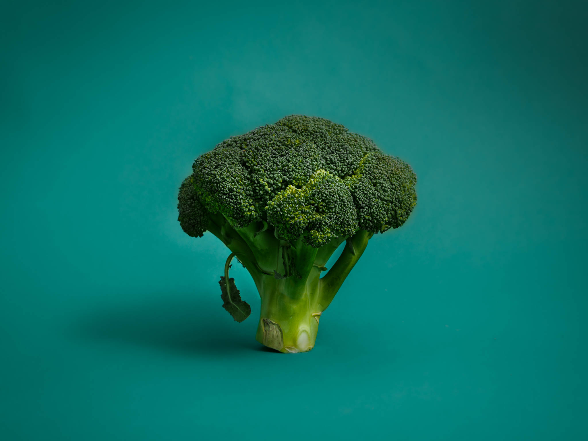 單顆精緻西蘭花 壁紙 — 一個西蘭花頭部居中站立，背景為純青色，光線柔和，陰影細微。