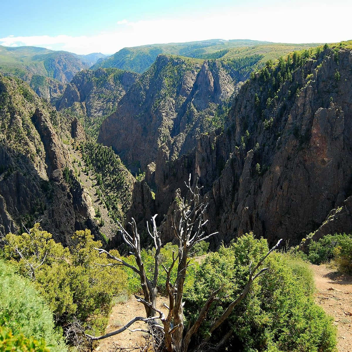 Black Canyon 桌布 壁紙 — 喺明亮藍天下，一個深峽谷嘅壯麗景色，有崎嶇懸崖同茂密綠植。