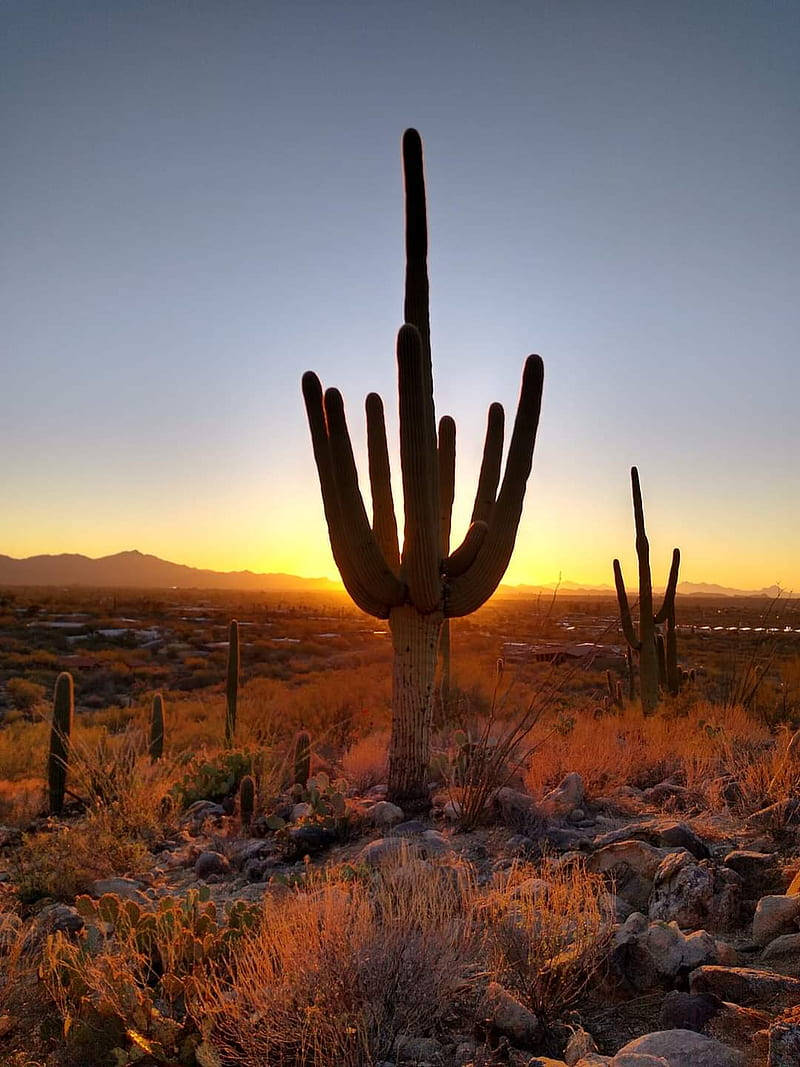 日落 桌布 壁紙 — 喺沙漠景觀中，一棵高聳嘅仙人掌（saguaro cactus）剪影襯住金色日落，遠方有山脈。