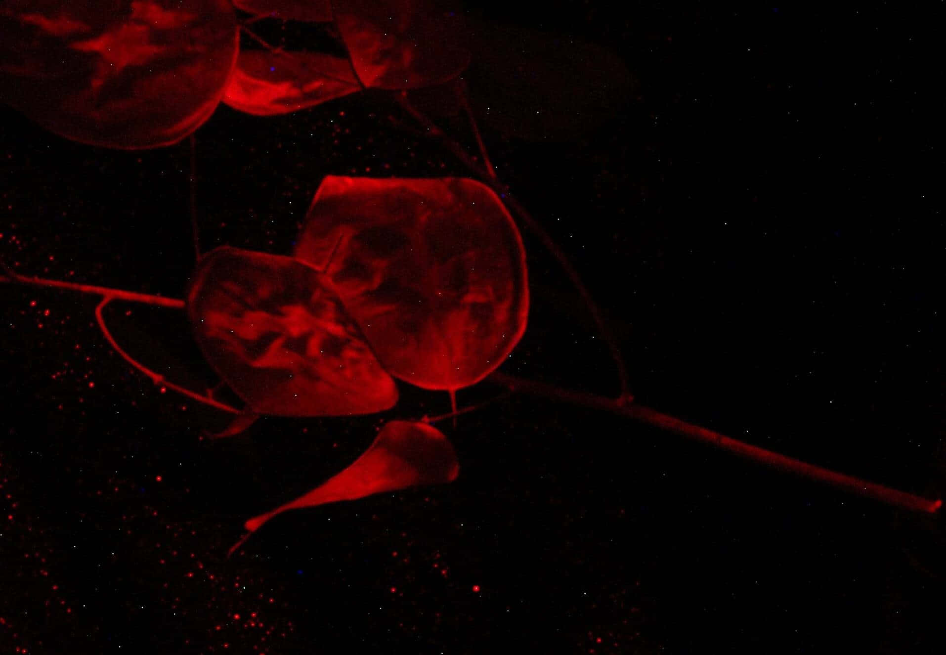 深色花卉 桌布 壁紙 — 喺深海場景中，發光嘅紅色水母喺佈滿星星嘅黑色虛空中寧靜咁漂浮。