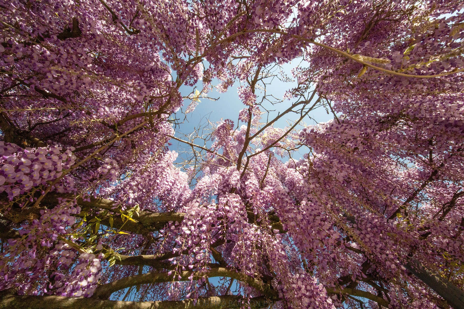 Blooming Trees 桌布 壁紙 — 喺陽光普照嘅花園入面，紫色紫藤花層層疊疊嘅鮮豔樹冠，框住咗一片晴朗嘅藍天。