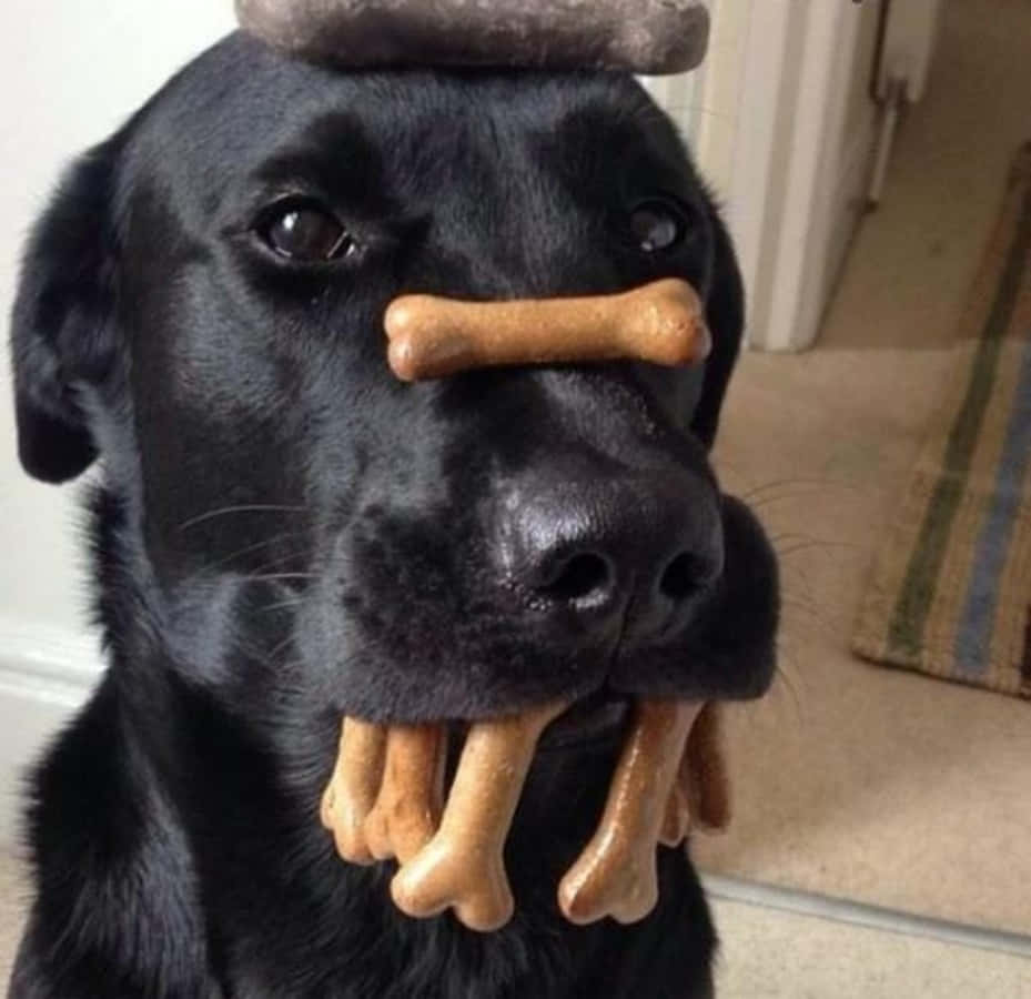 黑色拉布拉多犬鼻上和嘴裡有骨頭看著鏡頭