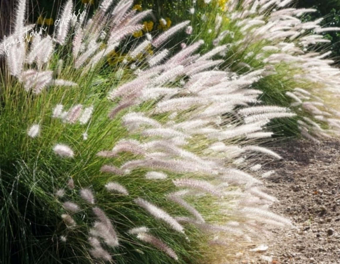 噴泉草帶有羽毛狀白色穗狀花序，在花園中搖曳。