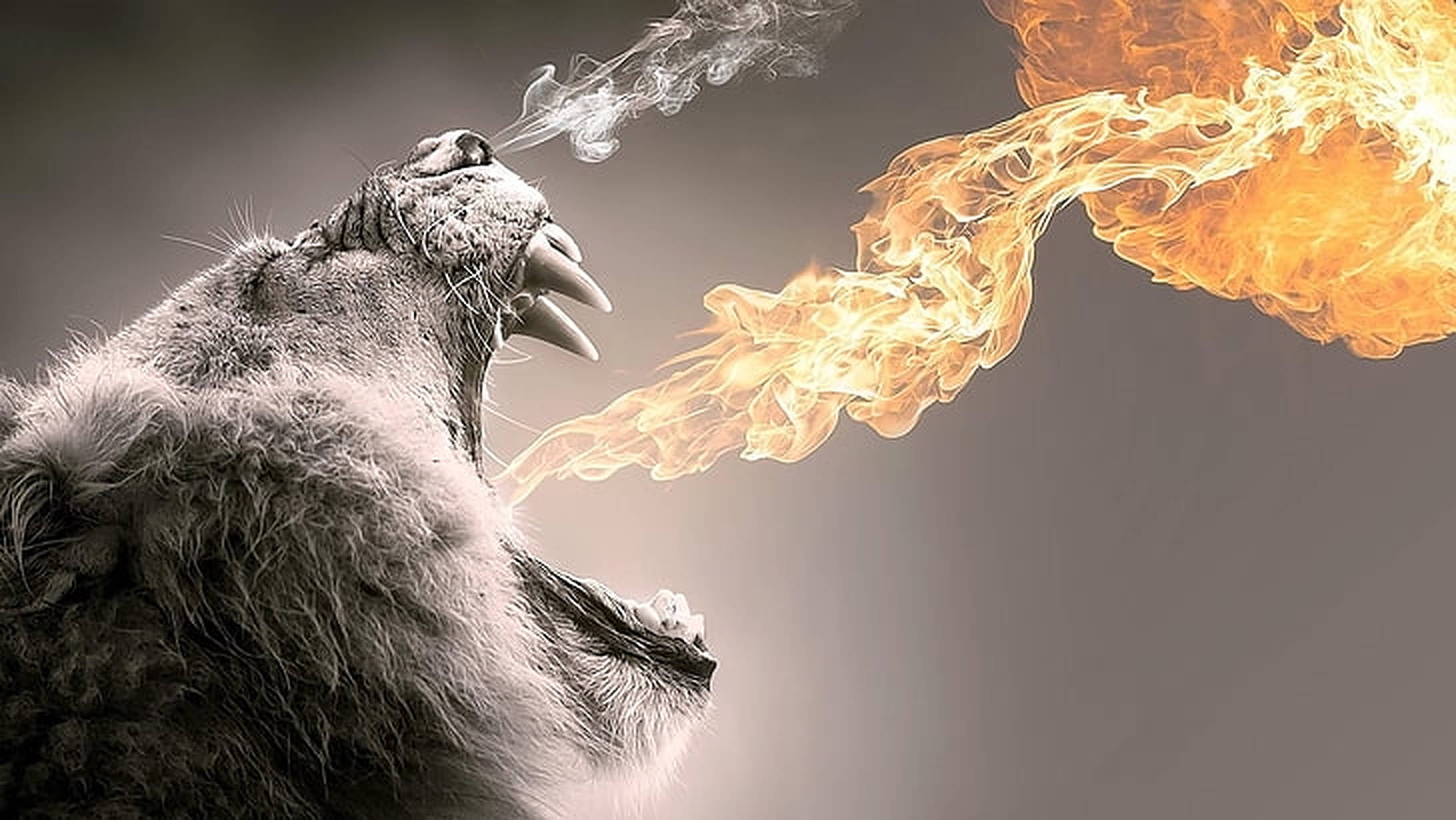 噴火獅子 壁紙 — 一頭獅子在柔和的灰色背景上咆哮，口中噴出火焰。