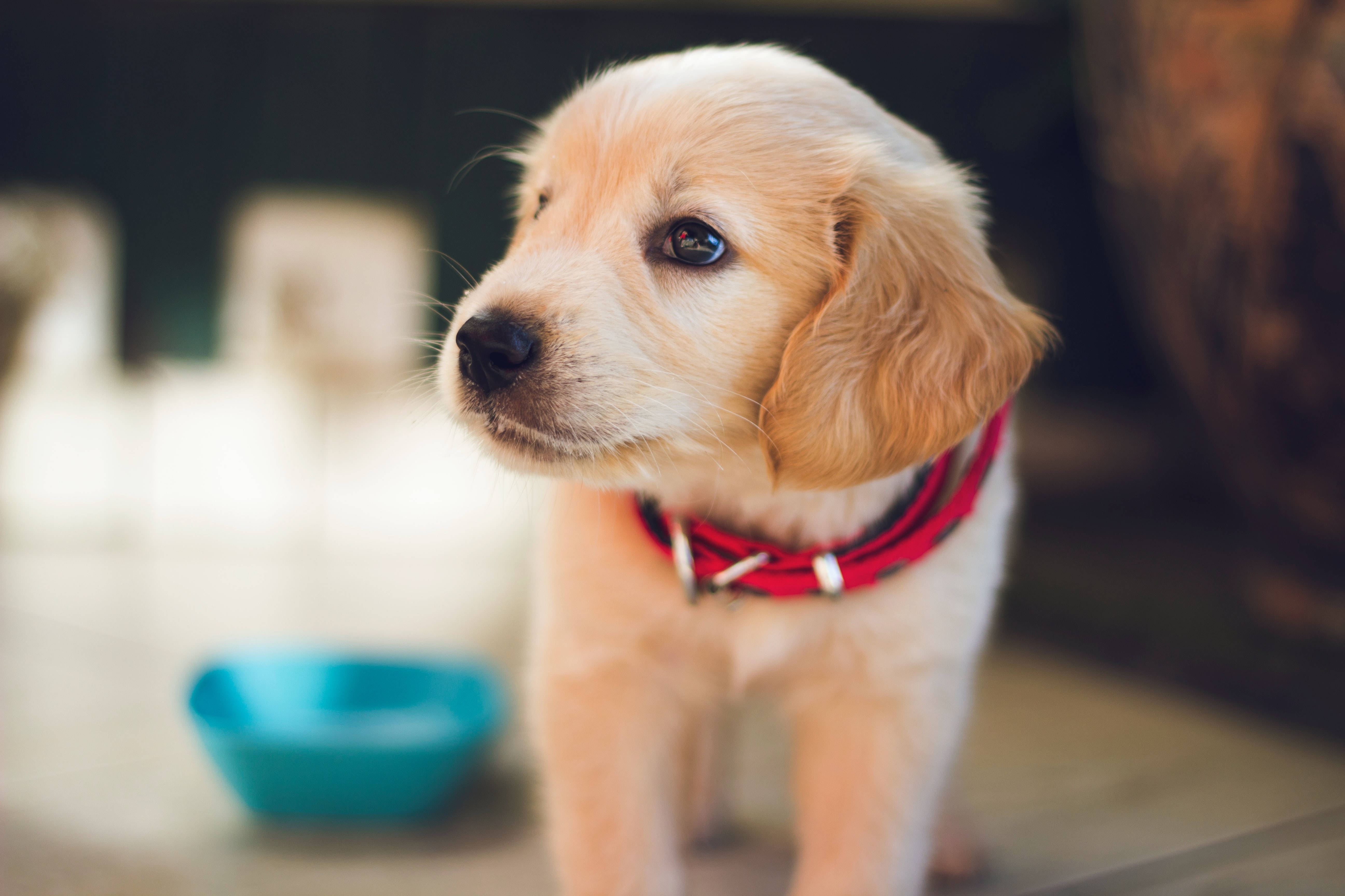 嚴肅的金毛幼犬 壁紙 — 一隻金毛尋回犬幼犬，毛髮柔軟，眼睛明亮，戴著紅色項圈，好奇地看著鏡頭外的某樣東西。