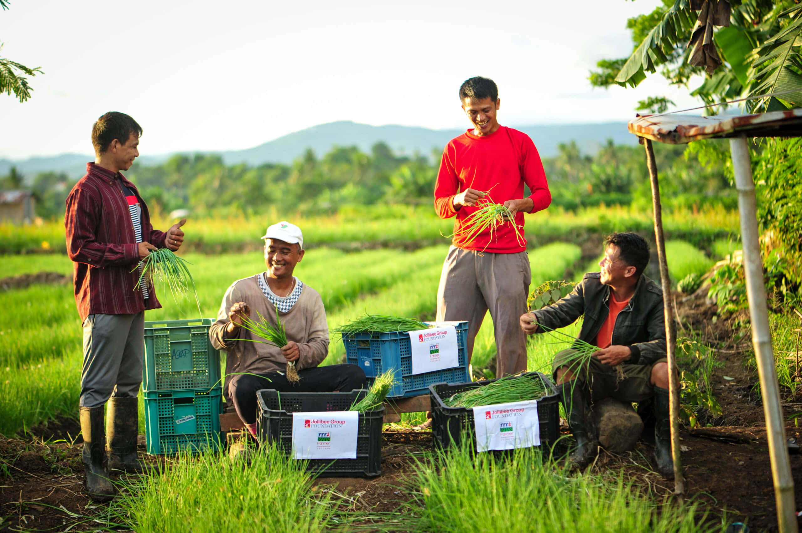 Farmer 桌布 壁紙 — 四位微笑的農夫在陽光明媚的田野中收割新鮮的綠色稻稈，遠方有山丘。
