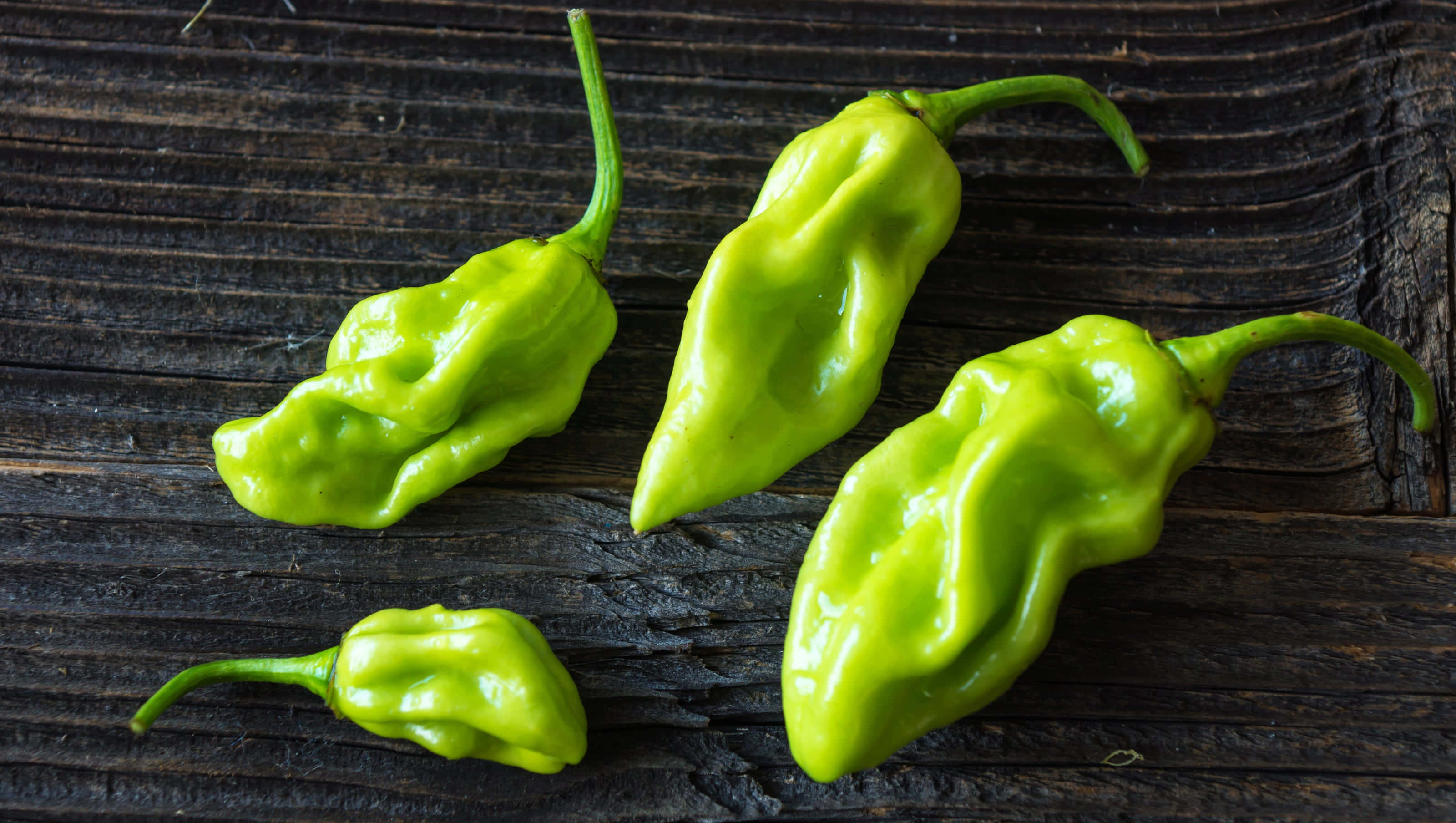 Ghost Pepper 桌布 壁紙 — 四個充滿活力的綠色哈瓦那辣椒，表皮皺褶，放在深色風化的木質表面上。