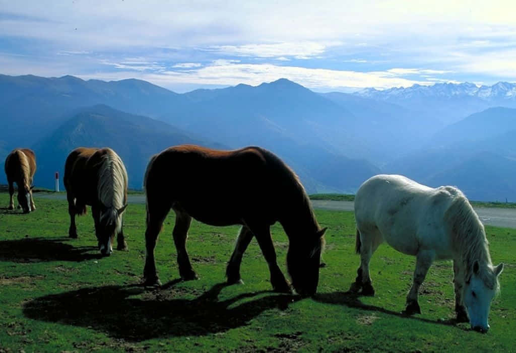 Farm Animal 桌布 壁紙 — 四匹馬在陽光明媚的綠色草地上平靜地吃草，層層疊疊的山脈在部分多雲的天空下逐漸消失在藍色薄霧中。