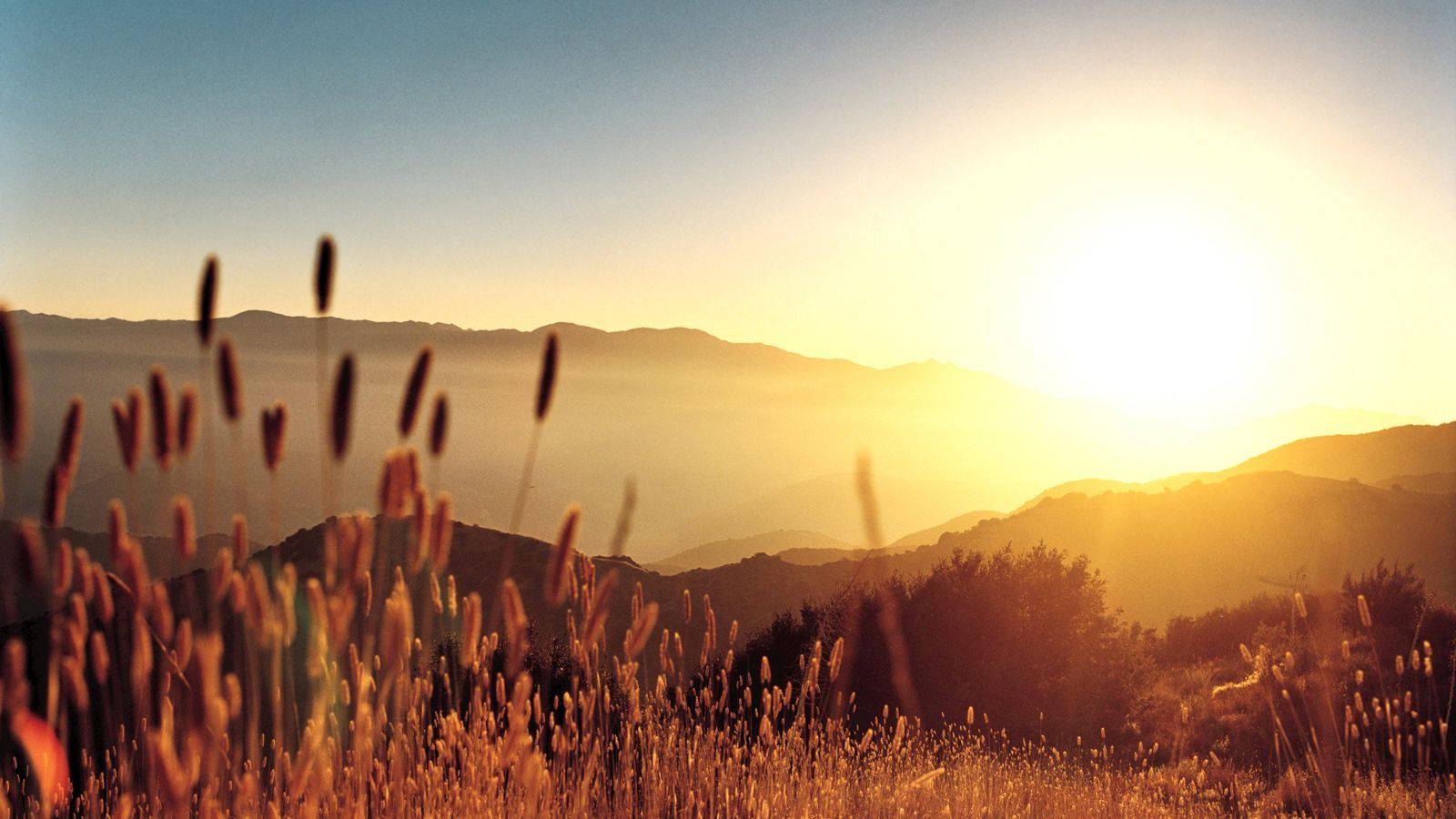 夕陽映照山脈，前景金色草叢