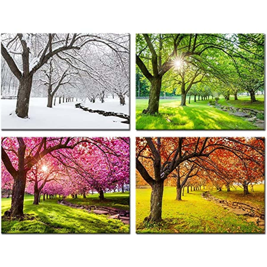 四季畫作 壁紙 — 四個季節的樹木場景：積雪的樹枝、陽光照耀的綠色樹冠、粉紅色的花朵，以及石徑兩旁的秋葉。